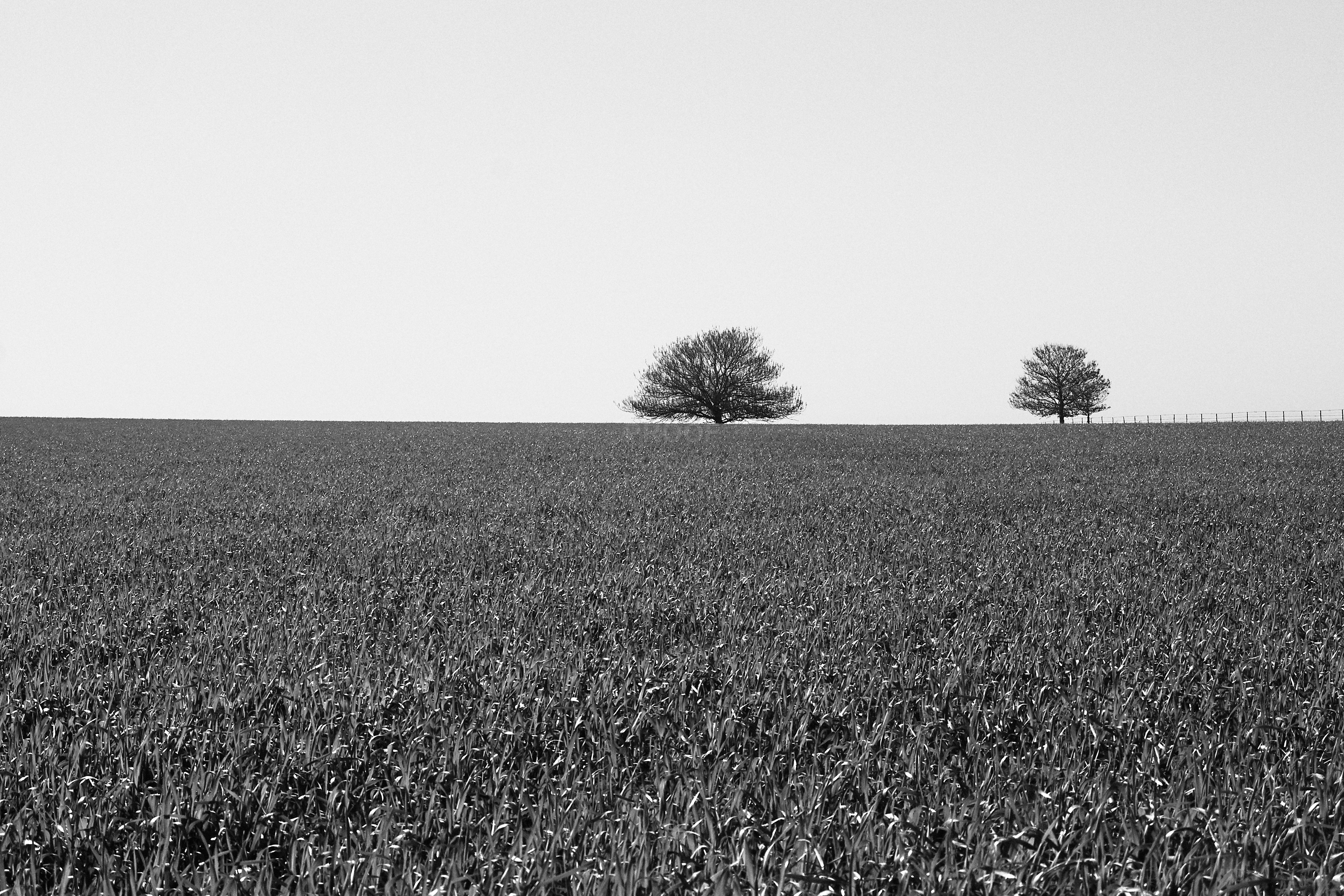 Trees and Field 4844 (black & white)