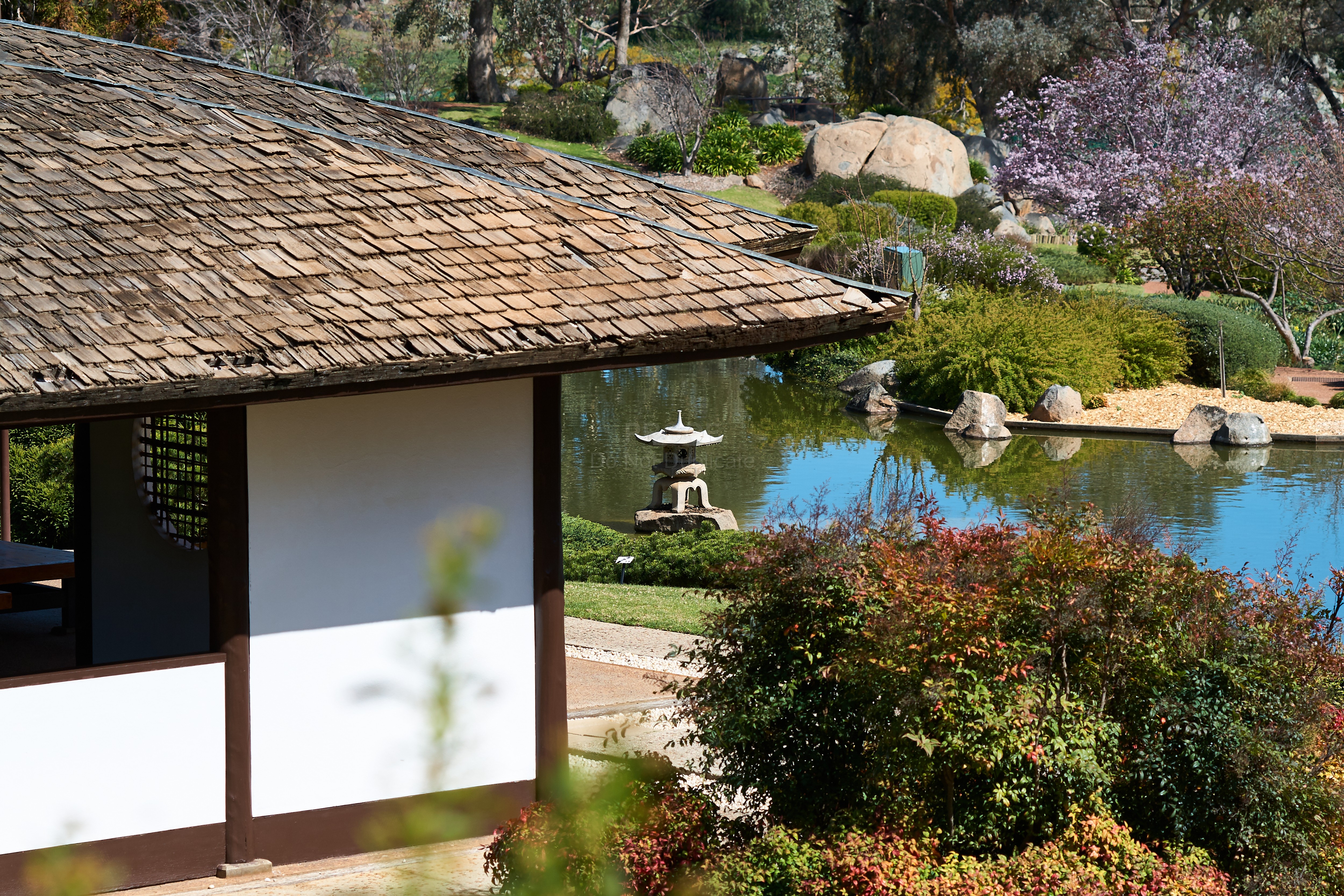 Japanese garden 0253