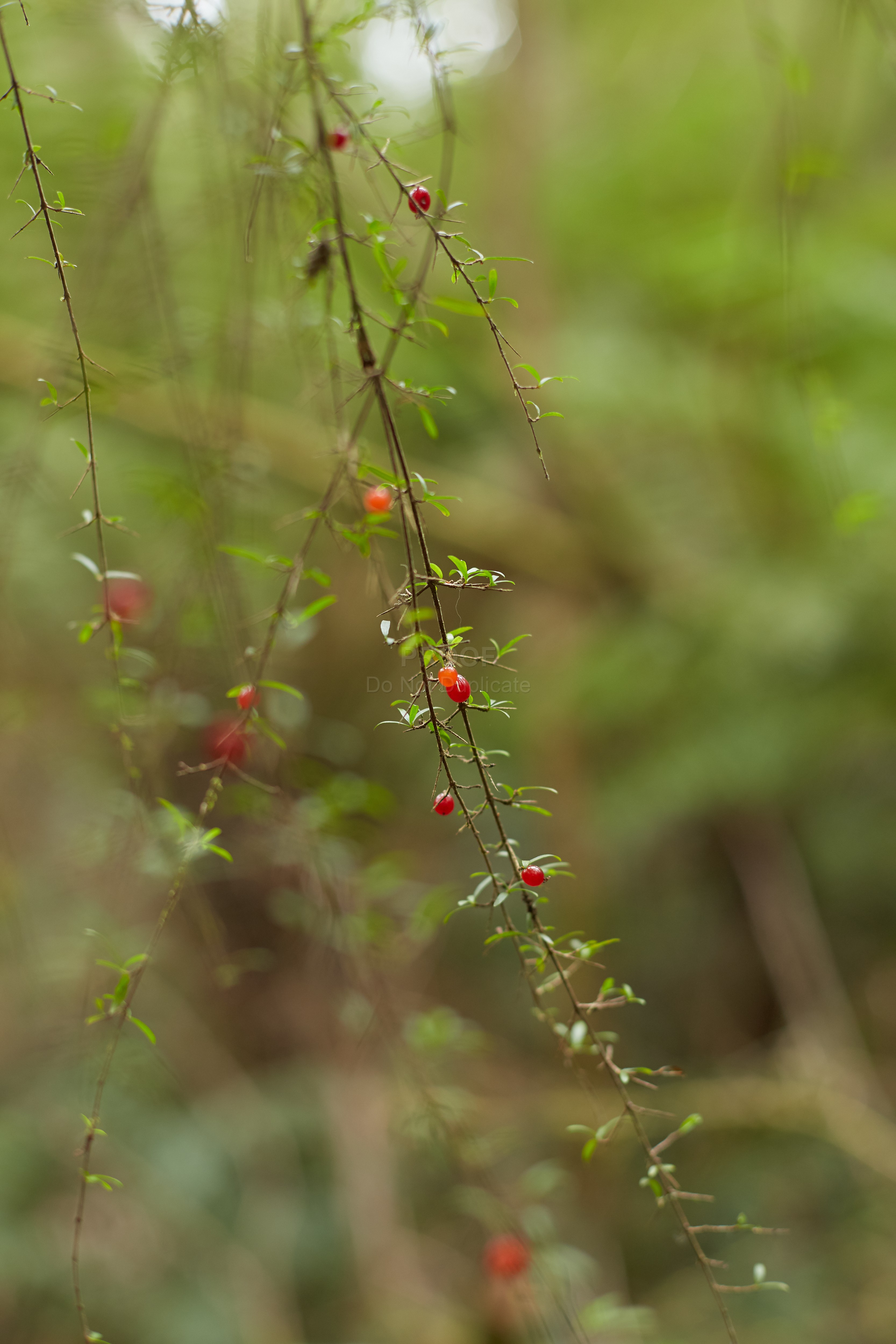 Leaves_and_berries_4535