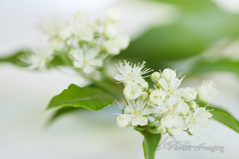 LM blossom_010 1