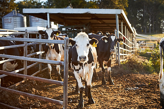 Farm and rural photography