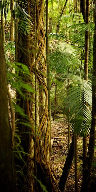 rainforest landscape photography