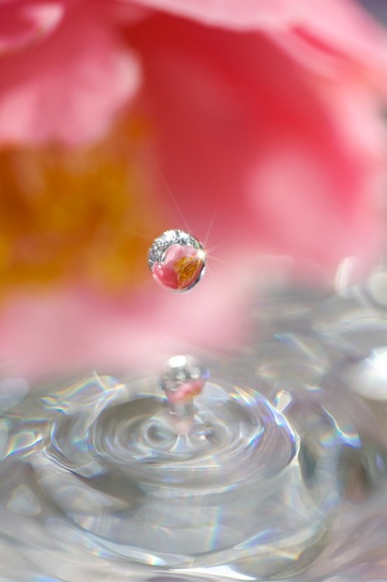 flower drop photography