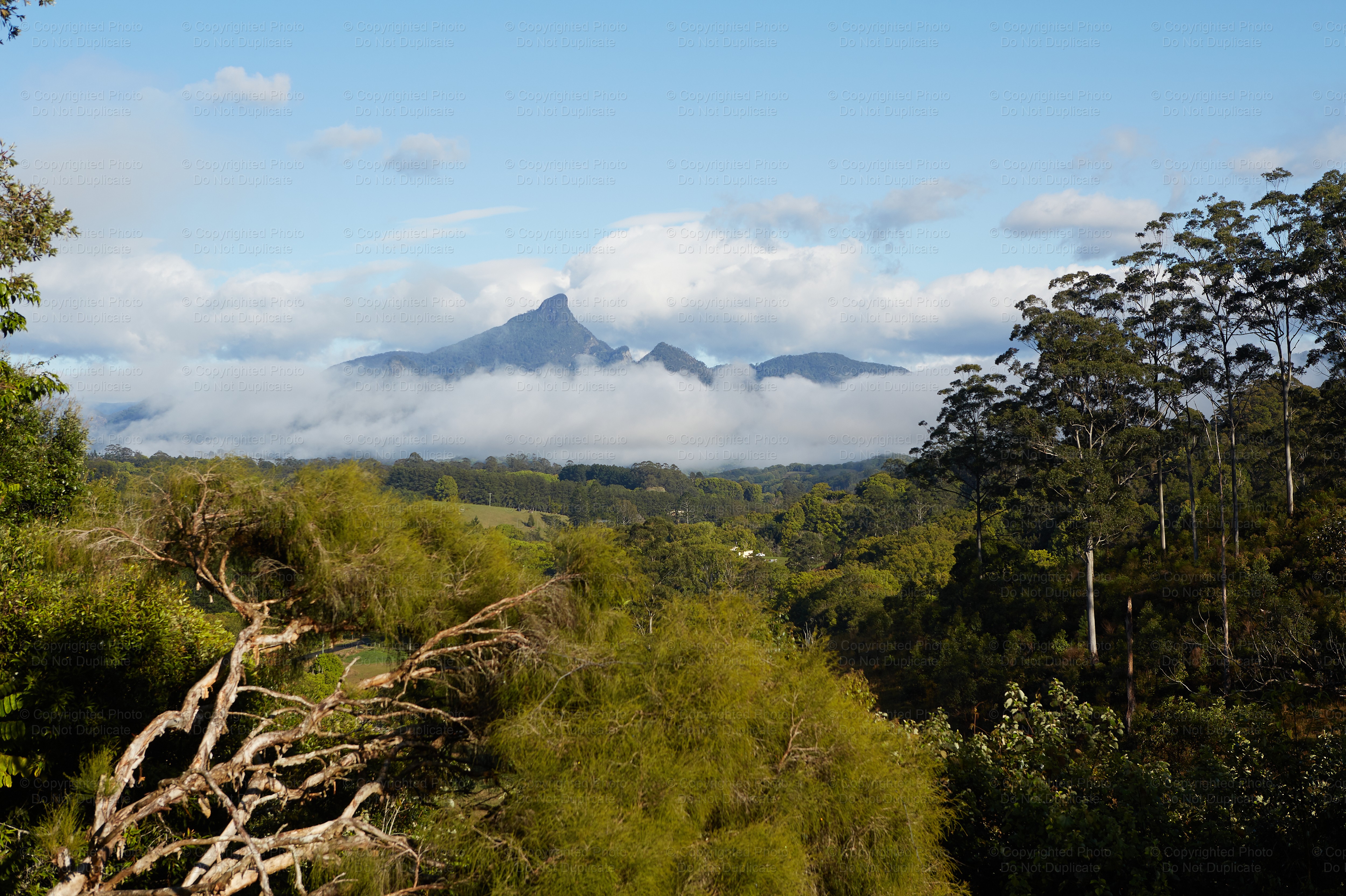Mount Warning 5619