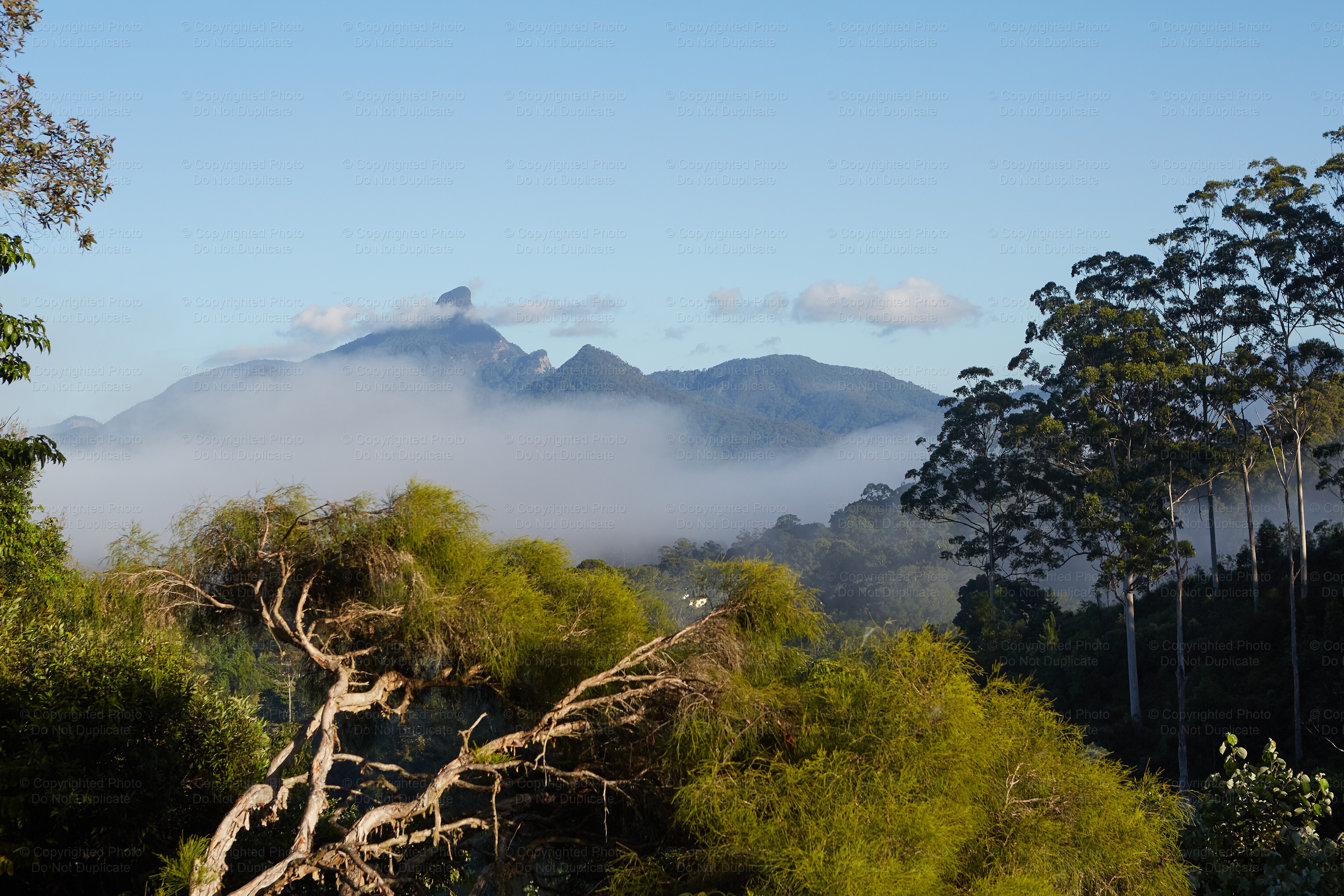 Mount Warning 1155