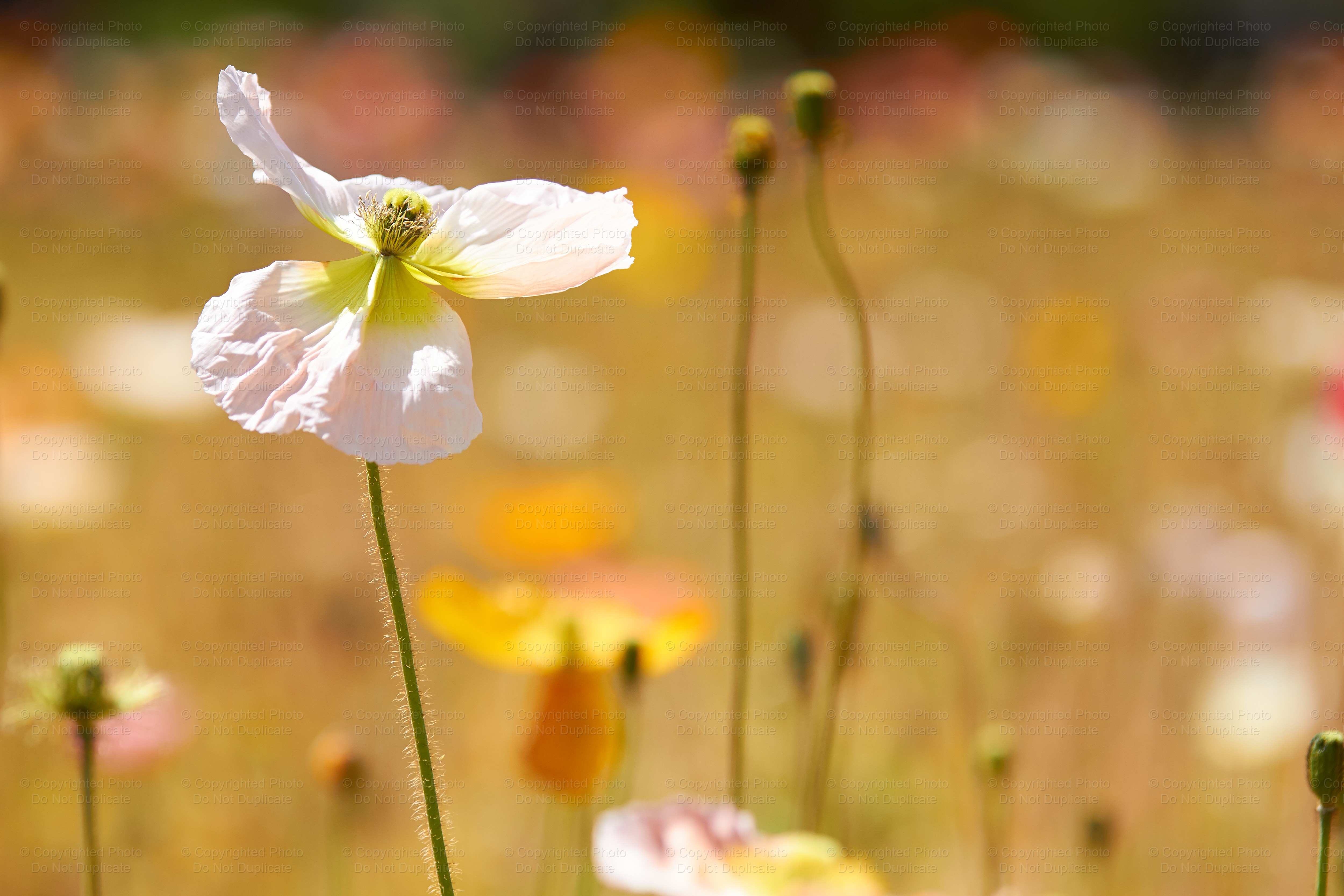 Floriade0002
