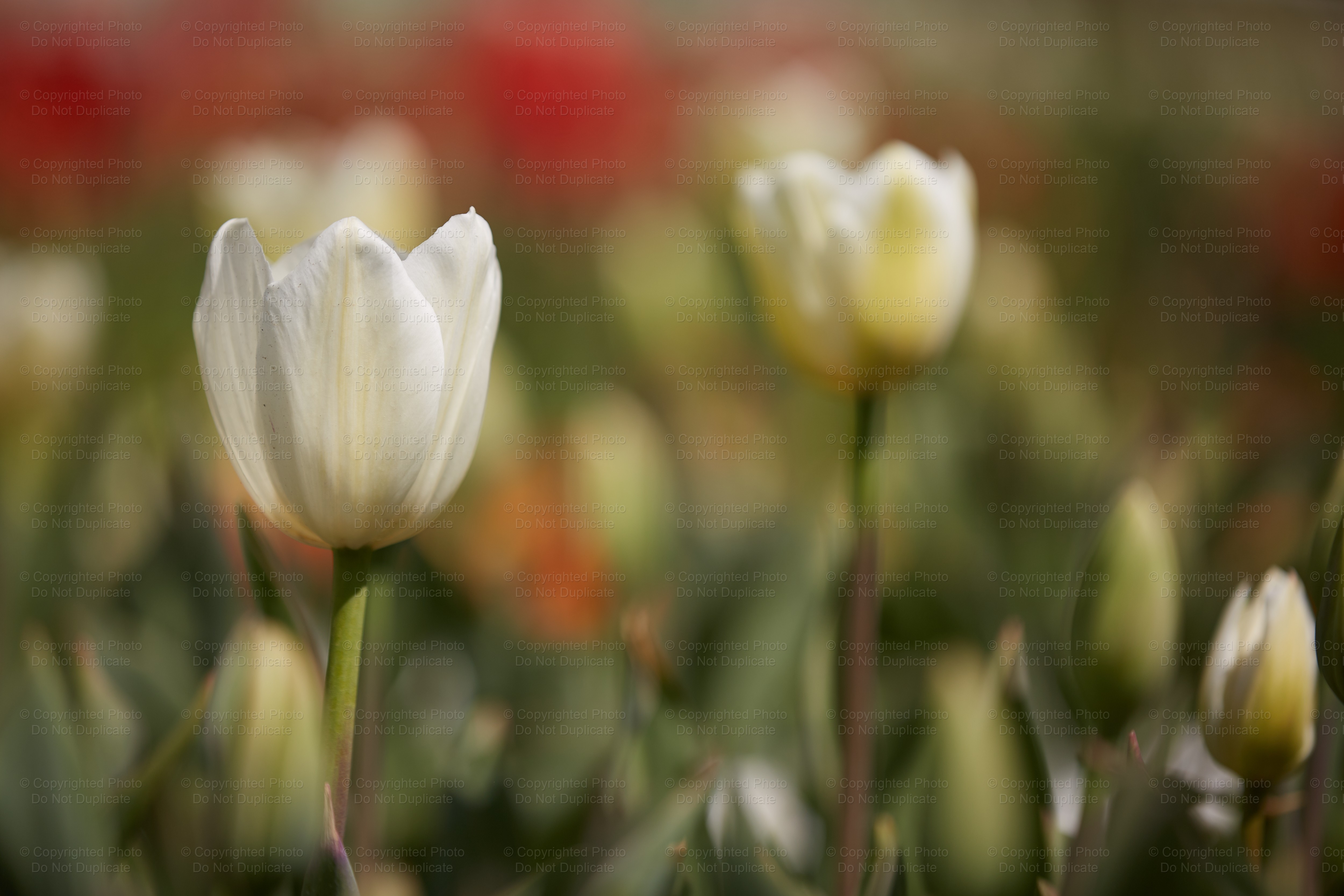Floriade_154