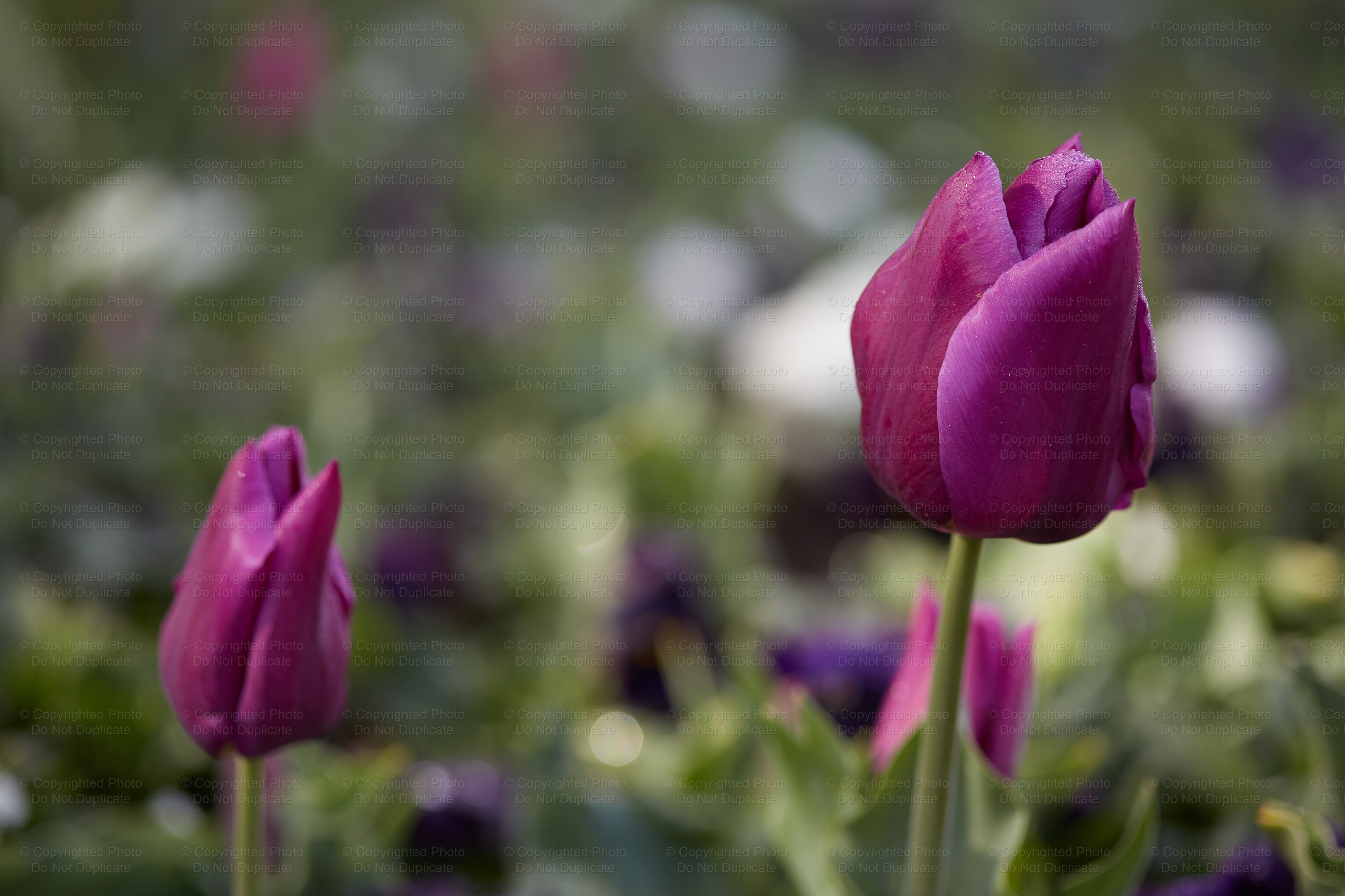 Floriade 053