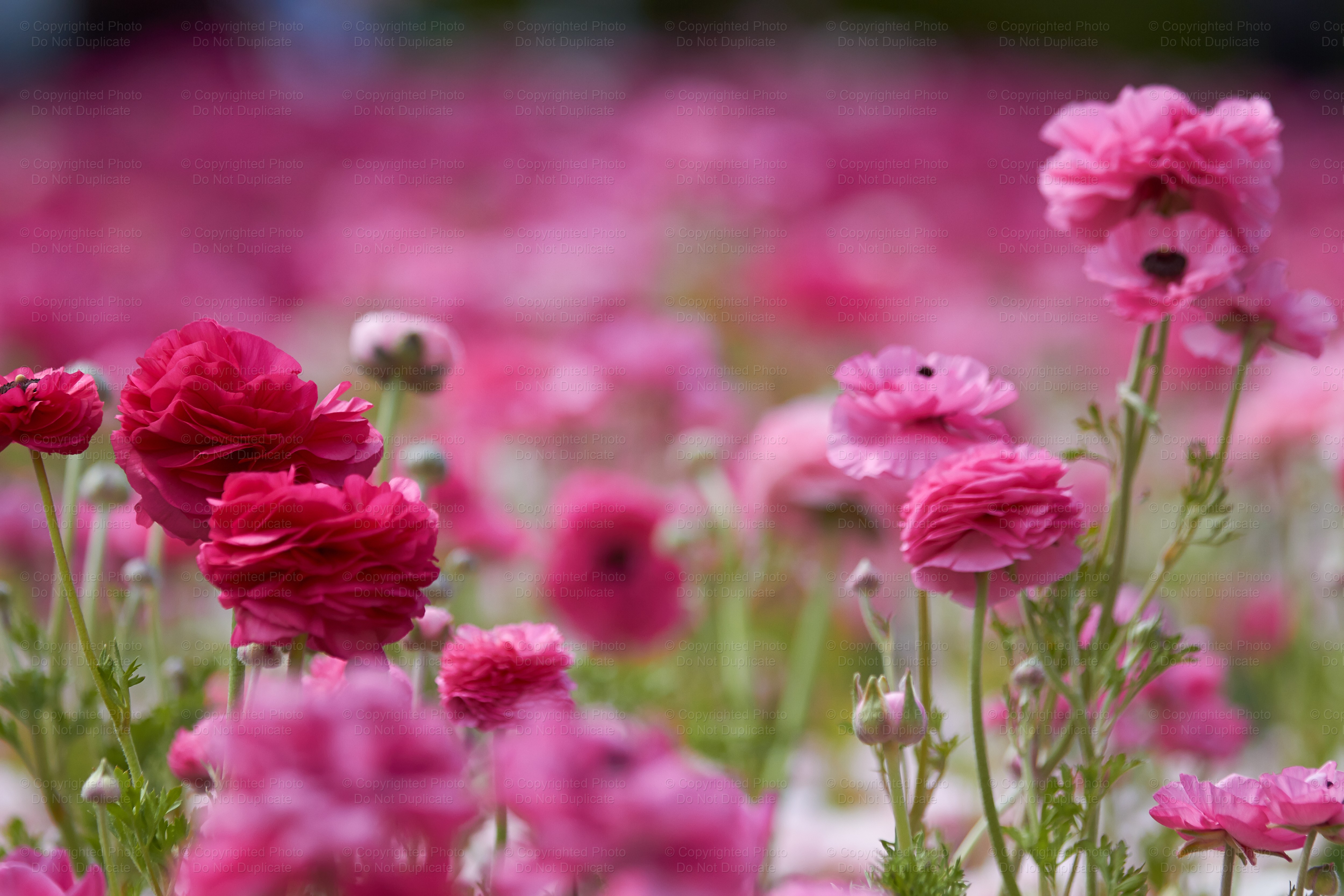 Floriade0001
