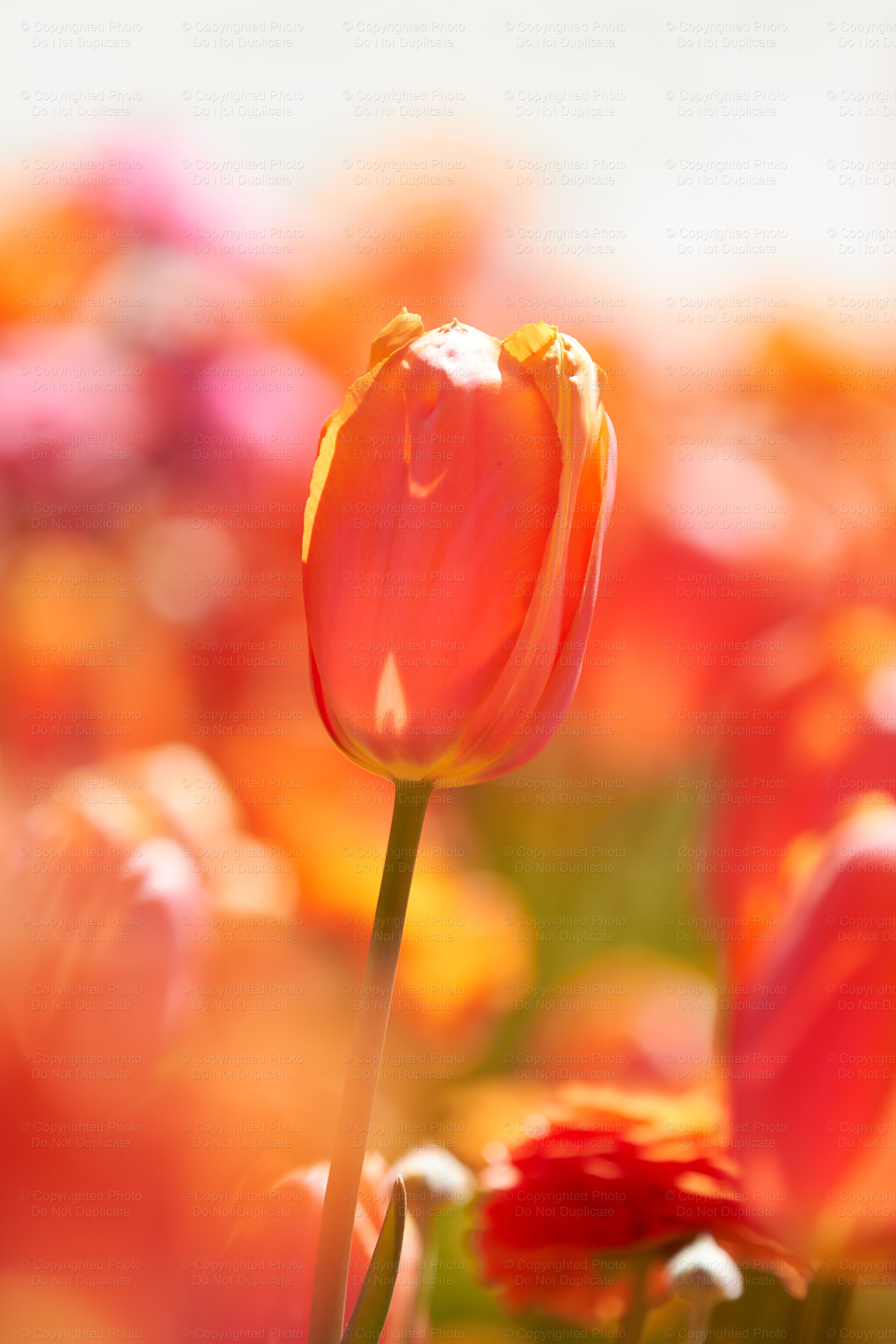 Floriade0003