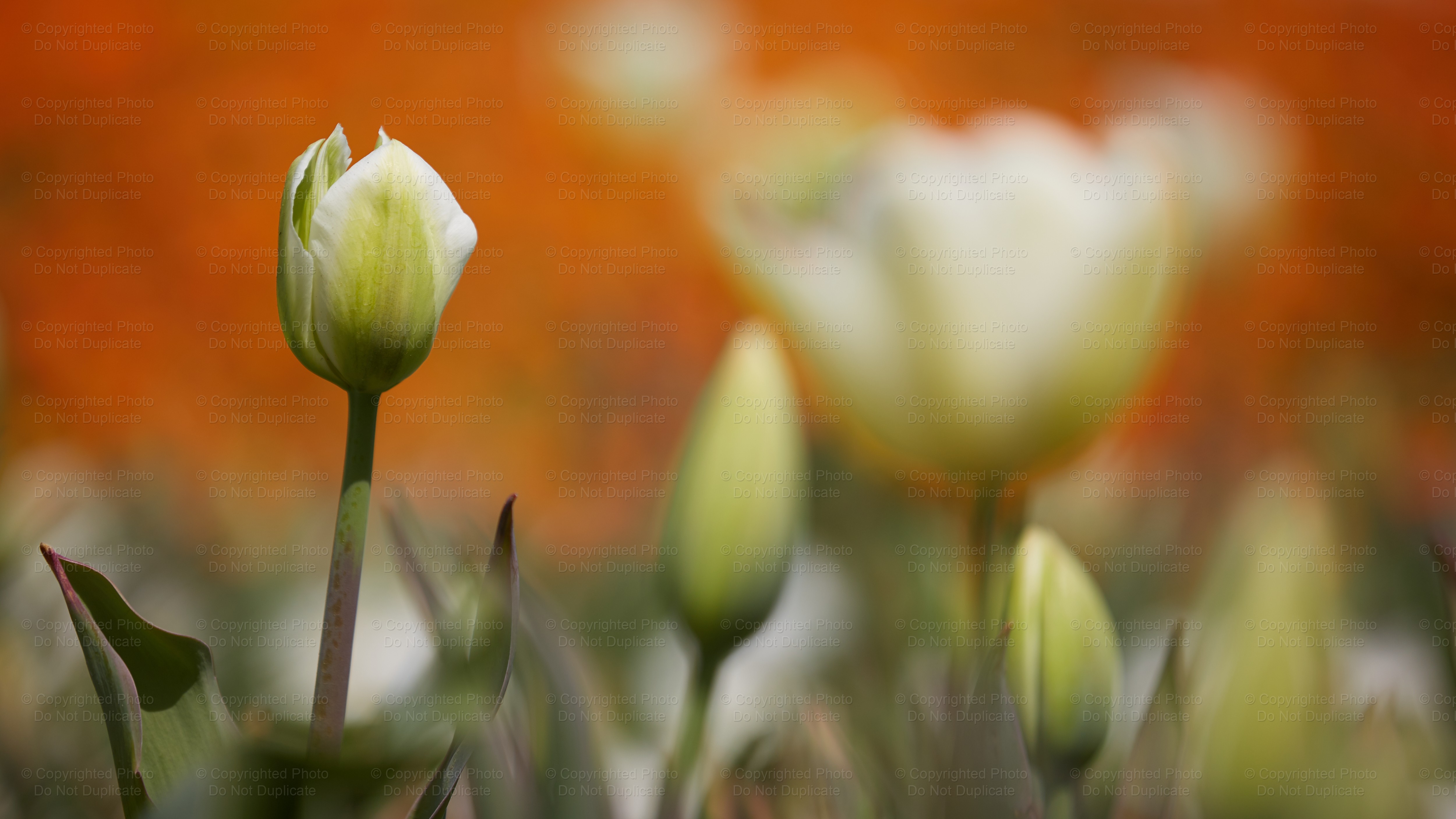 Floriade_159