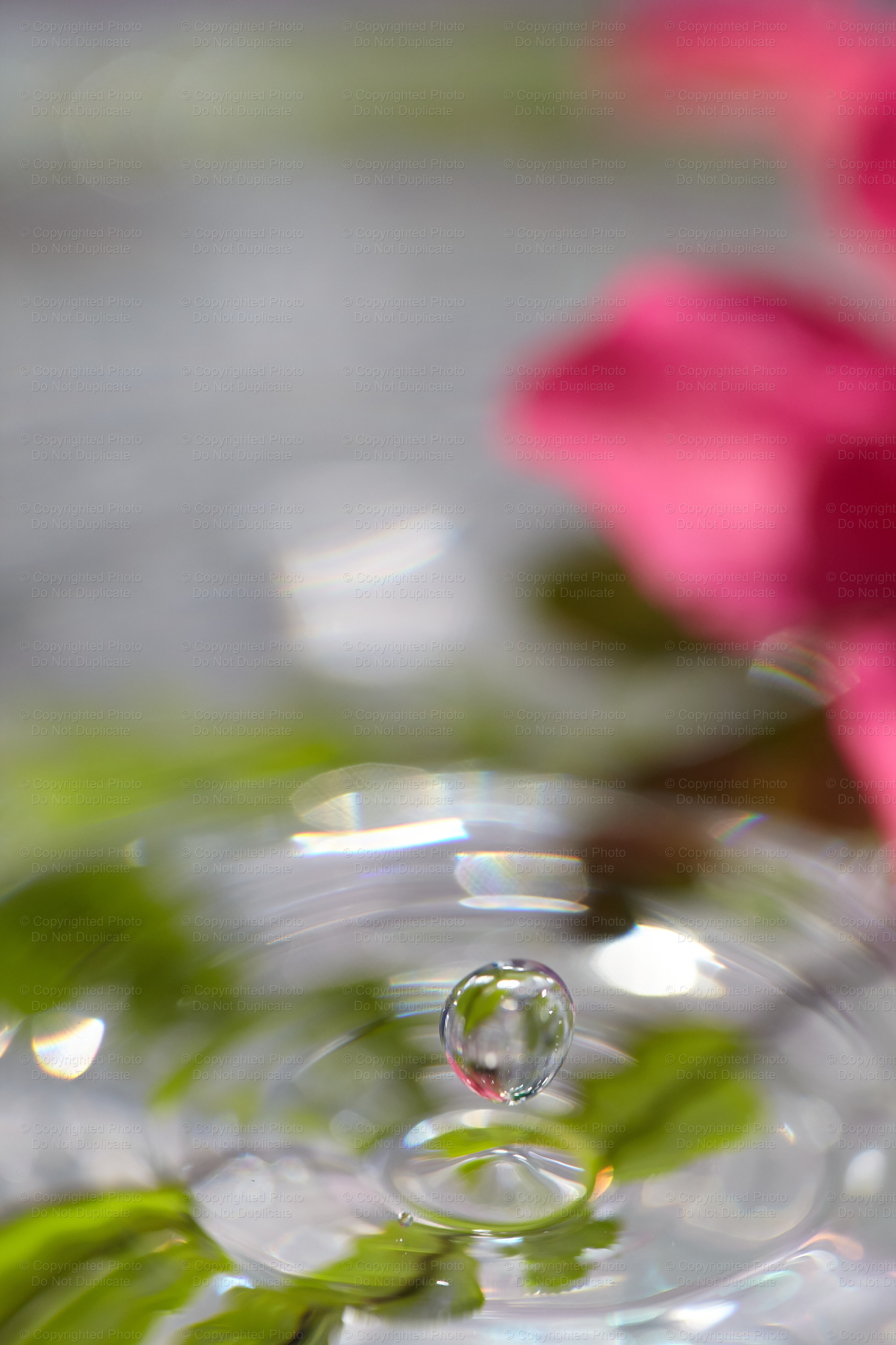 Falling Azalea Drop