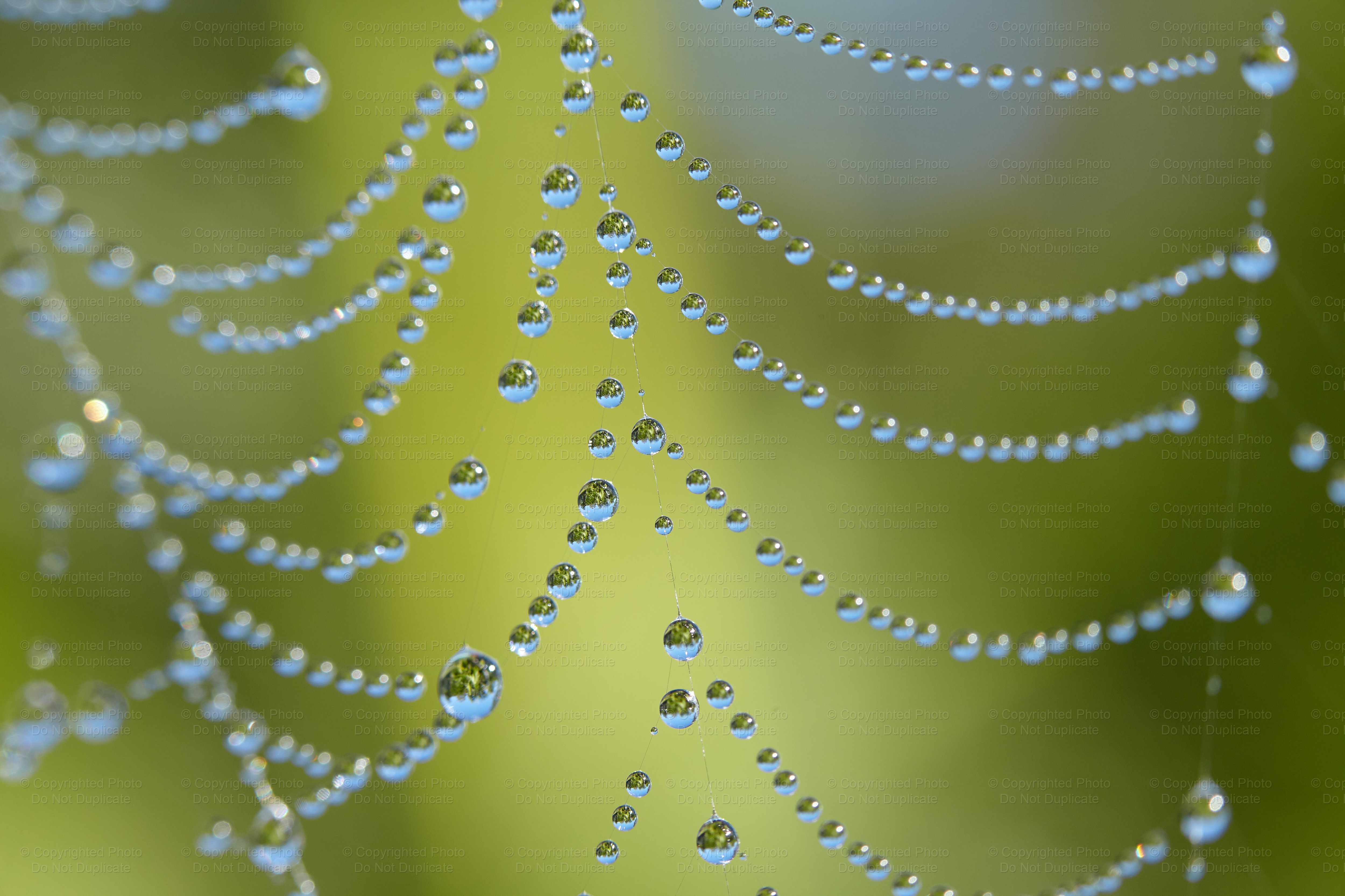 Web drops 2