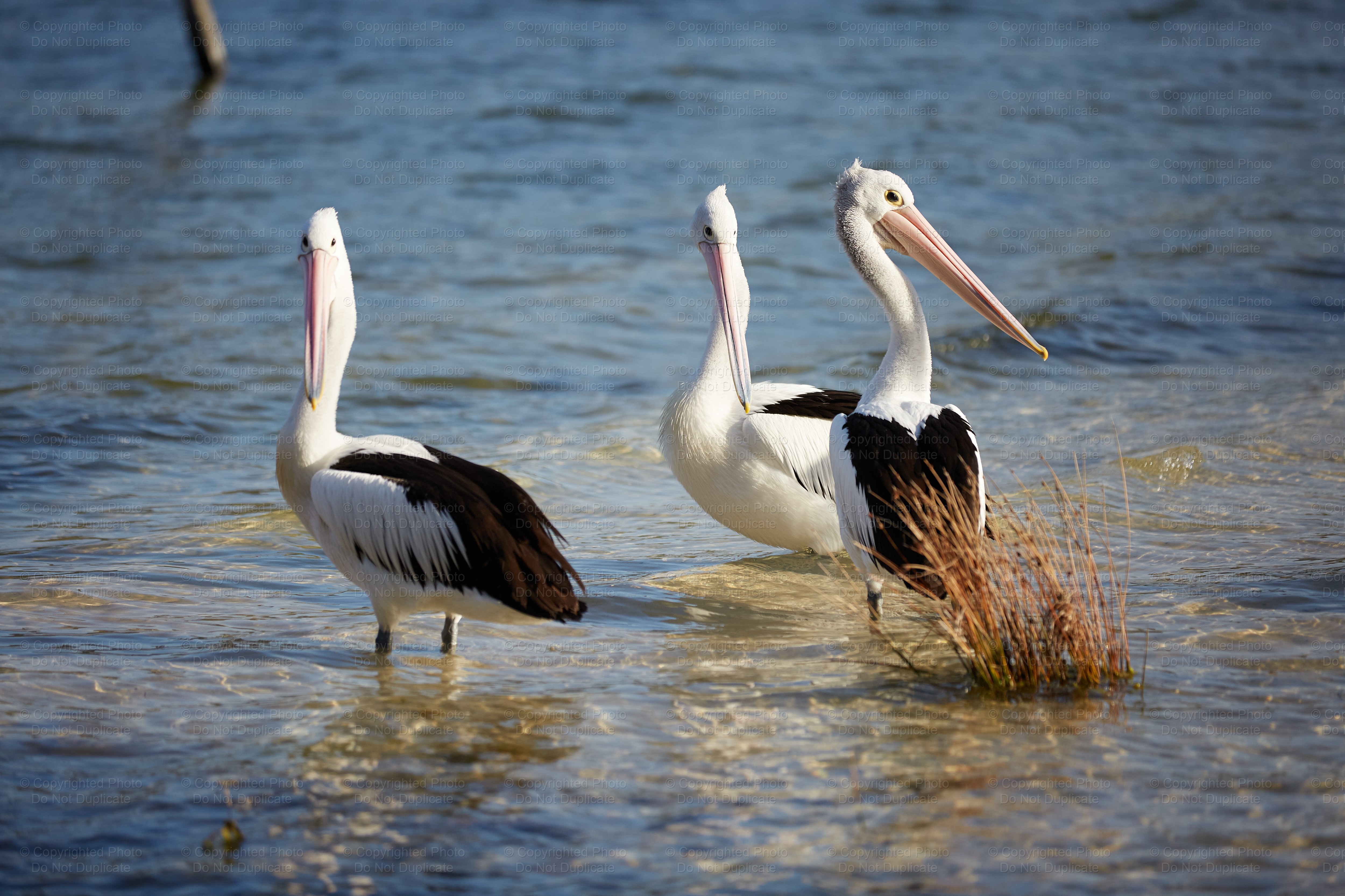 Pelicans 2