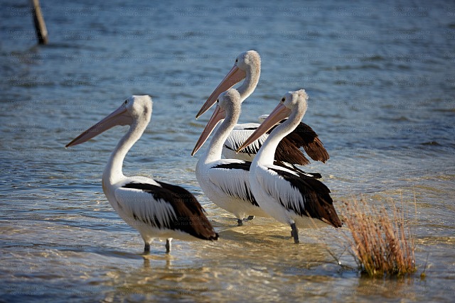 Pelicans 3