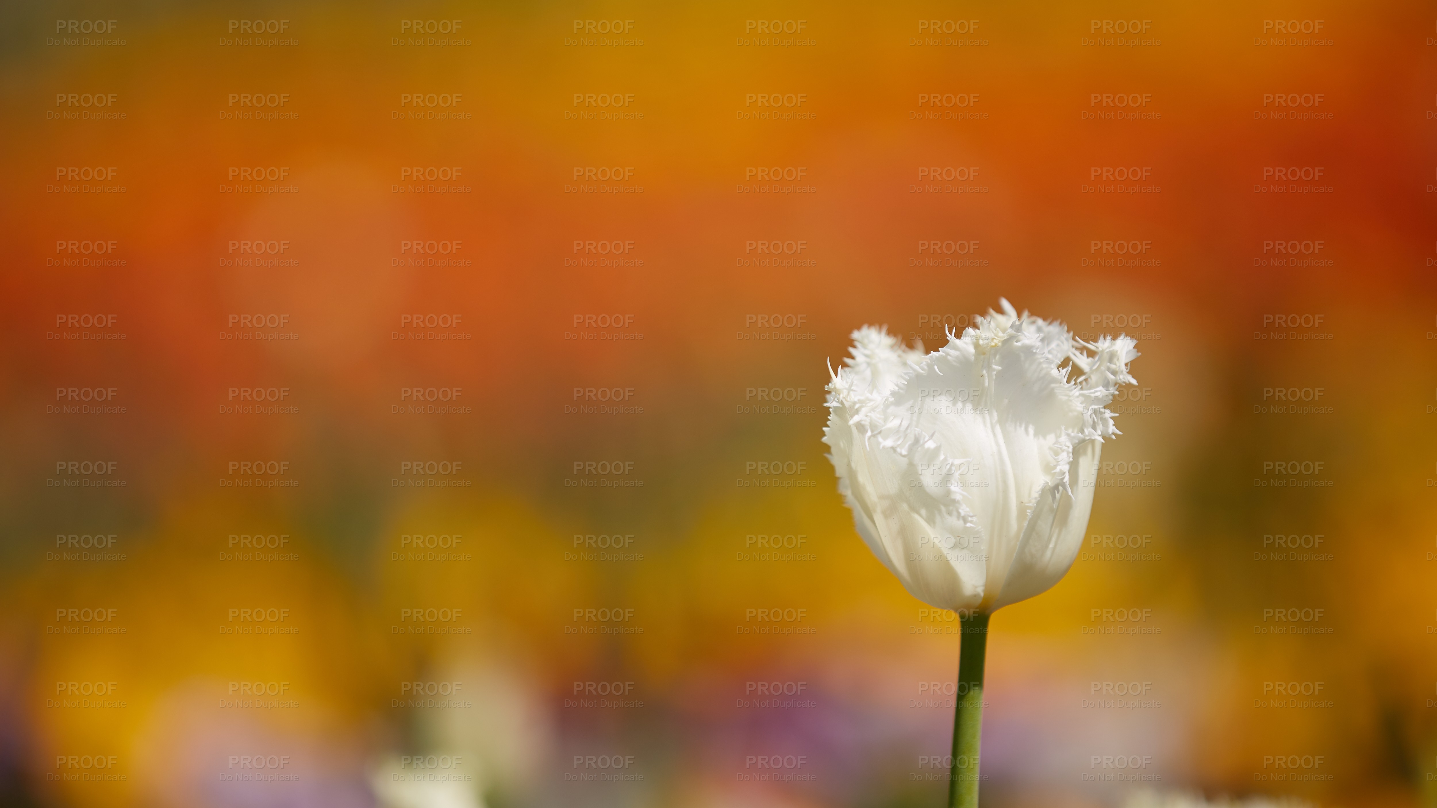 Floriade 013