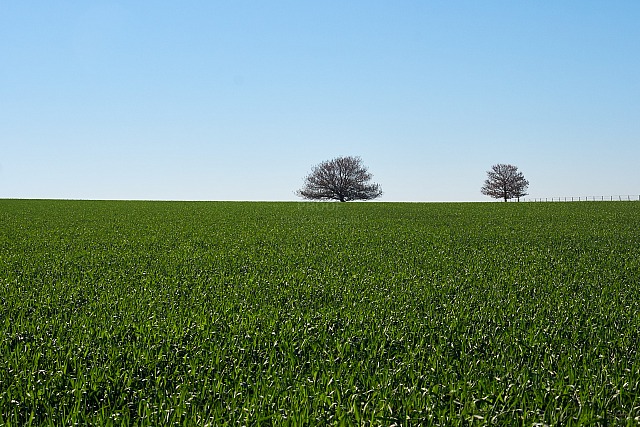 Trees and Field 4844