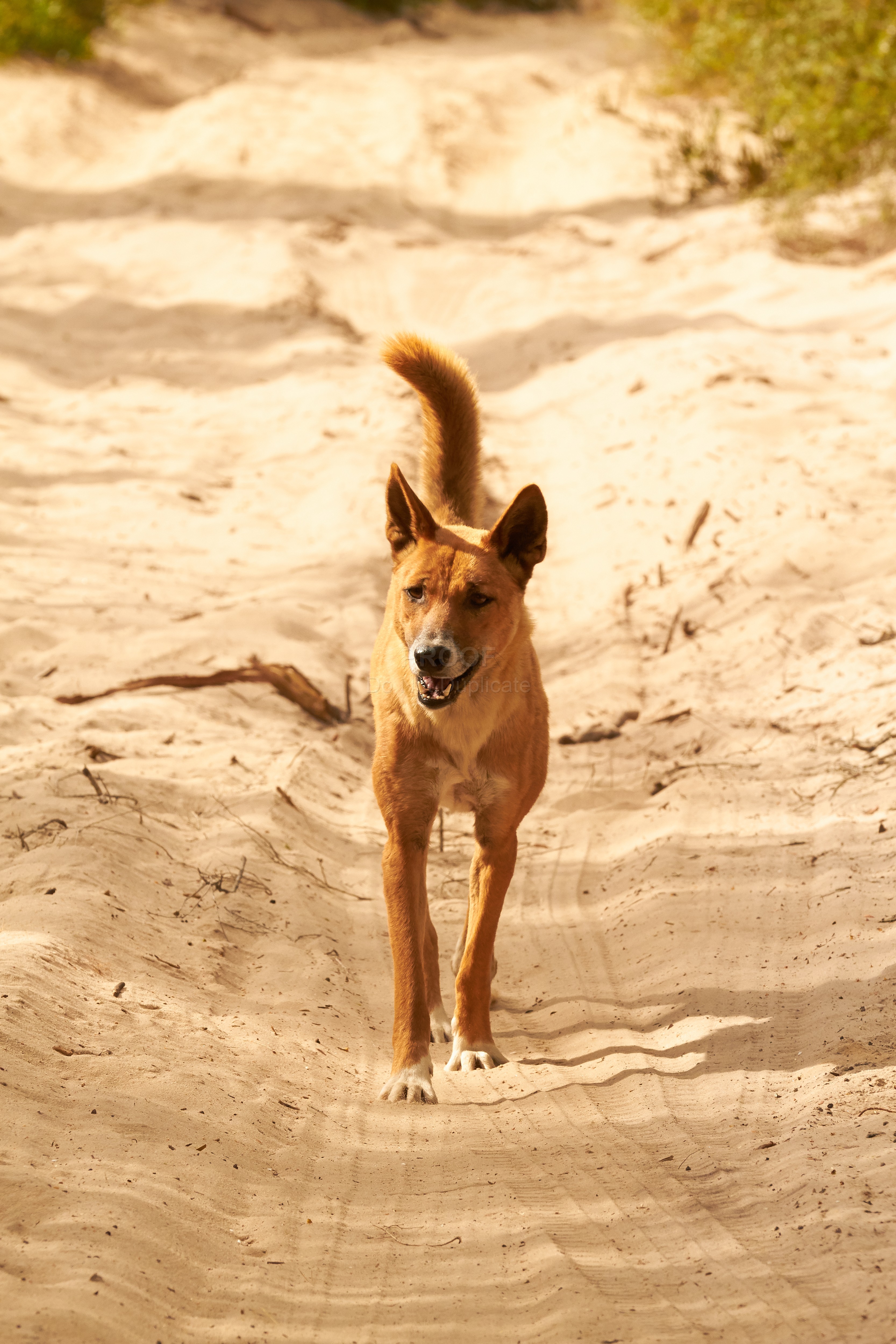 Dingo_8902