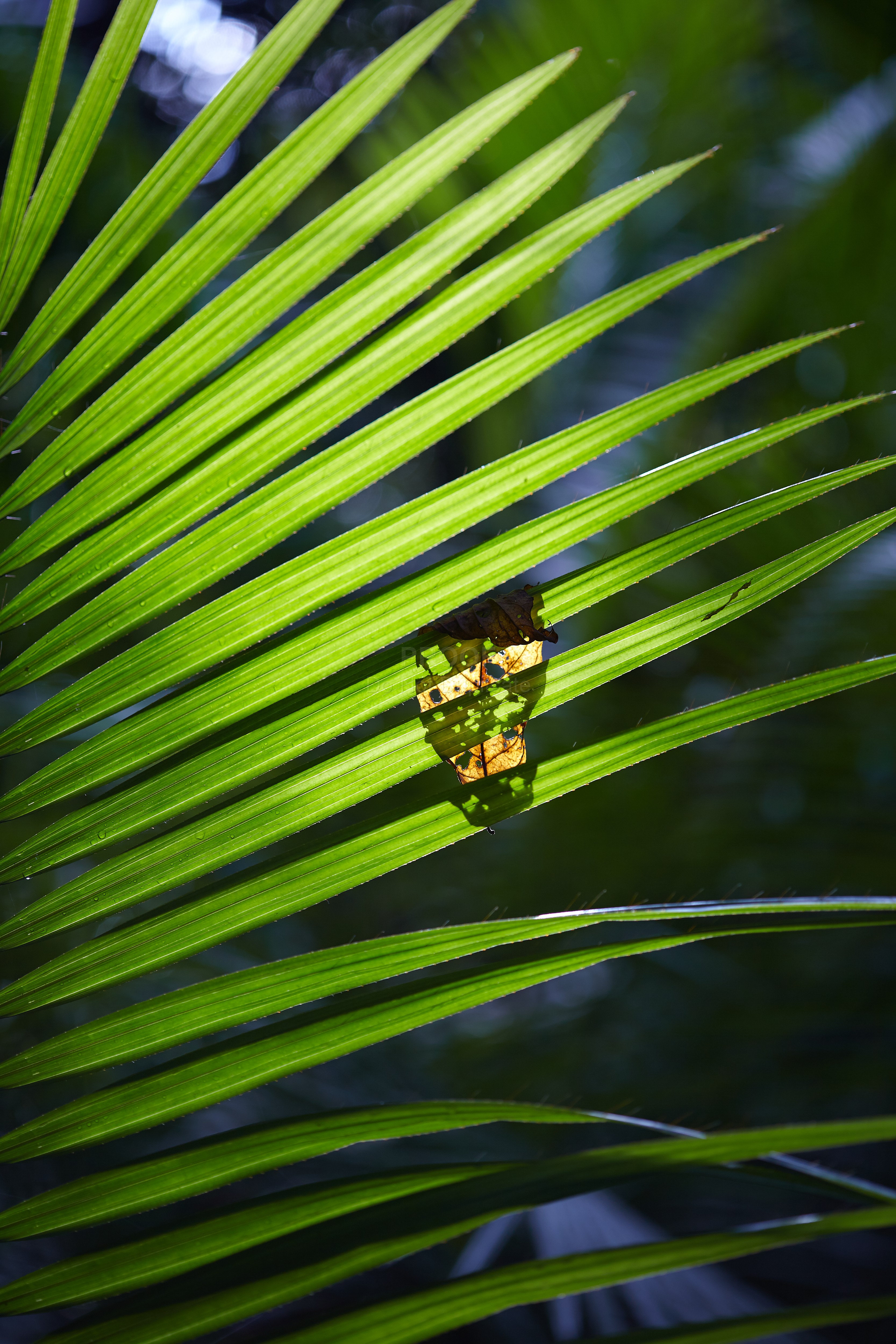 Palm_7373