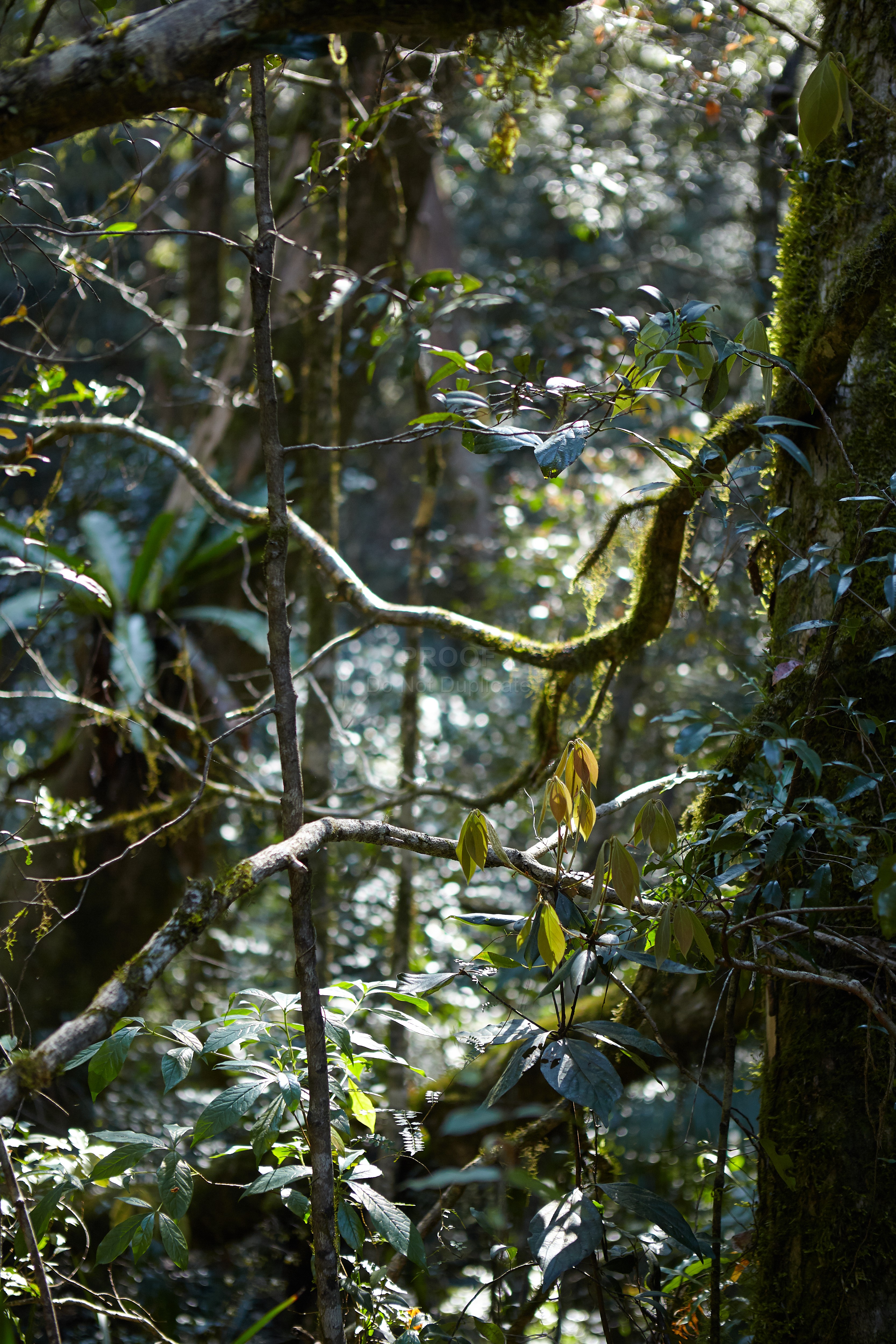 Forest_2785