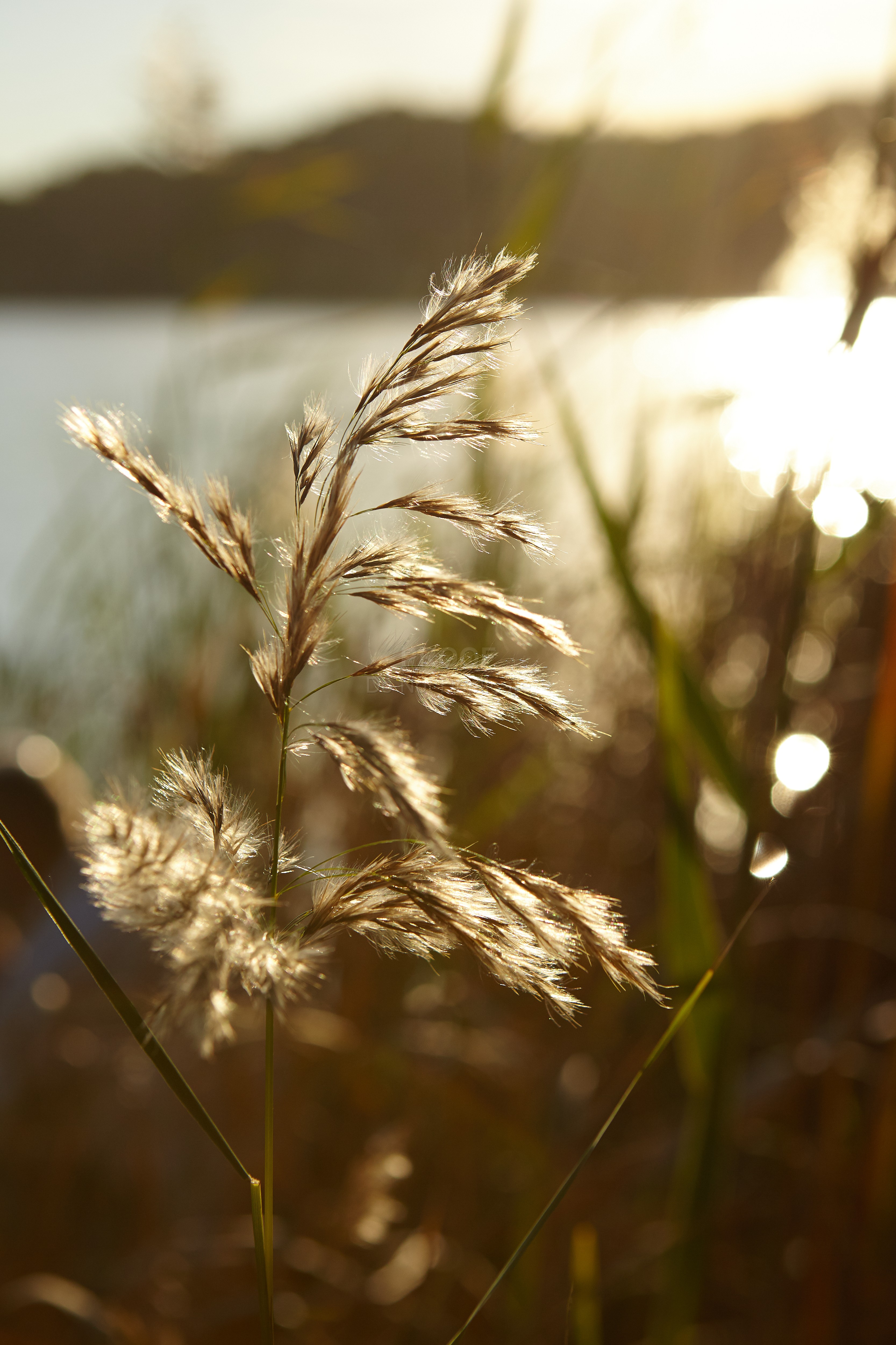 Grasses_2566