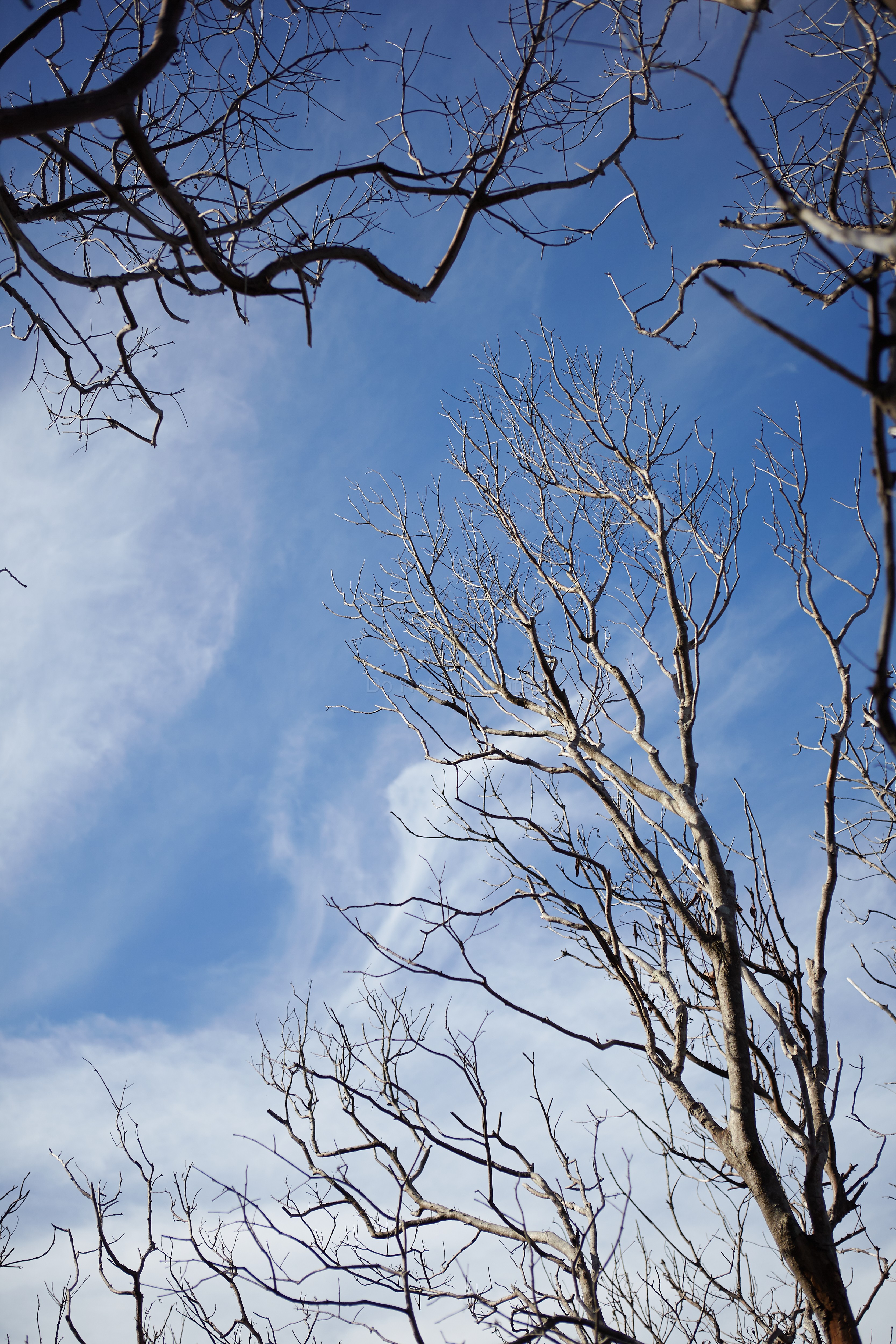 Dead_trees_2474