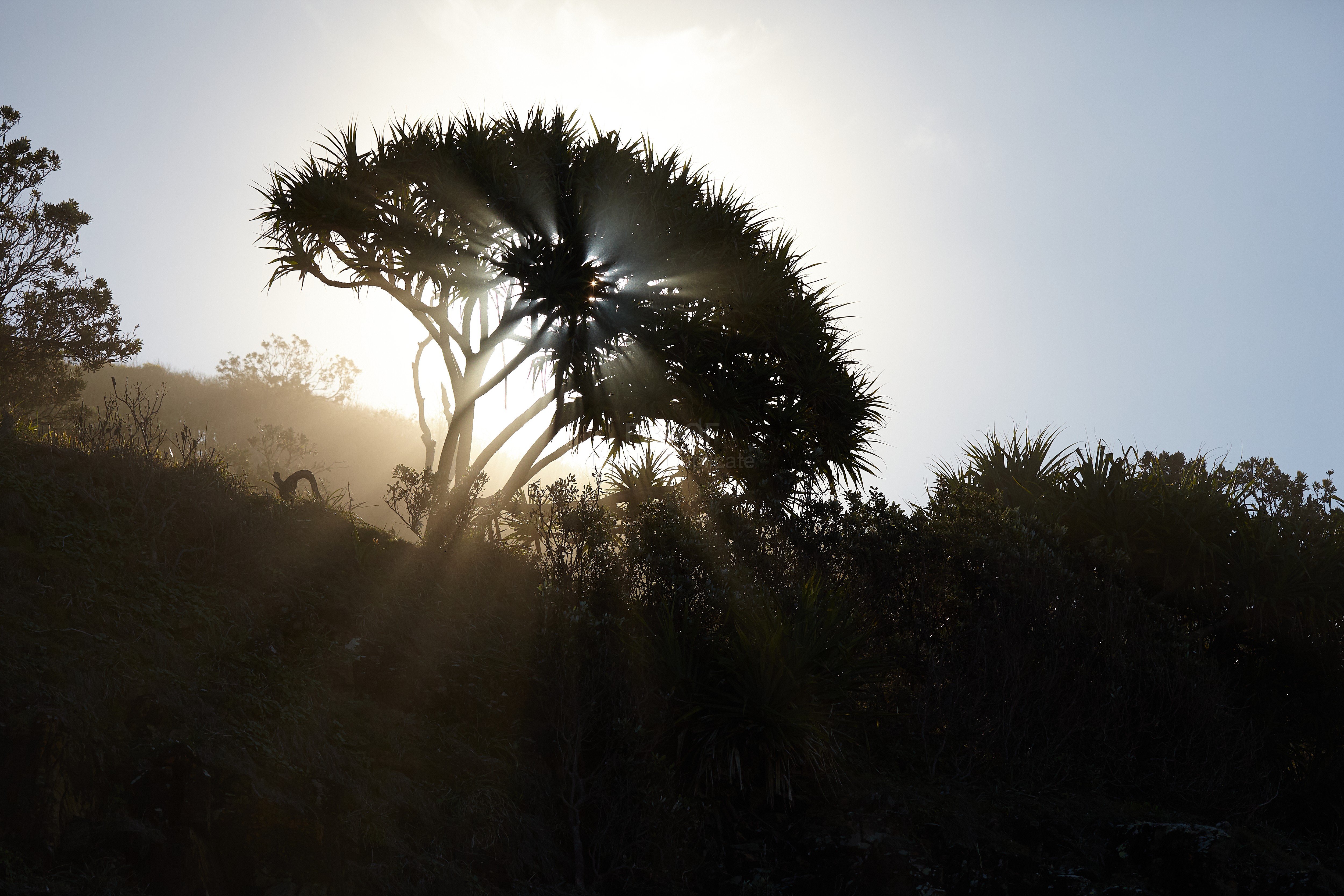 Coastal_tree_2532