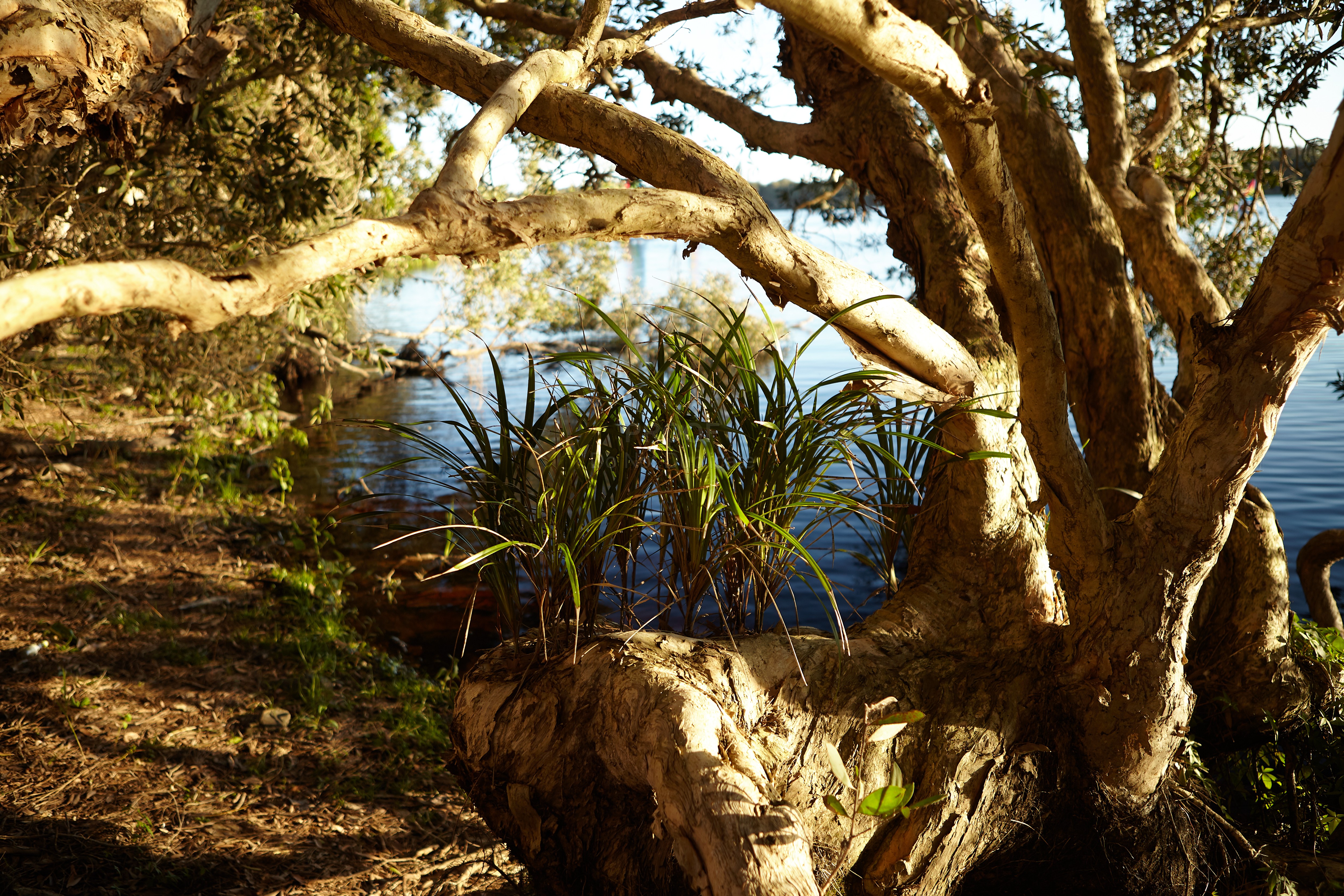 Paperbark_2569