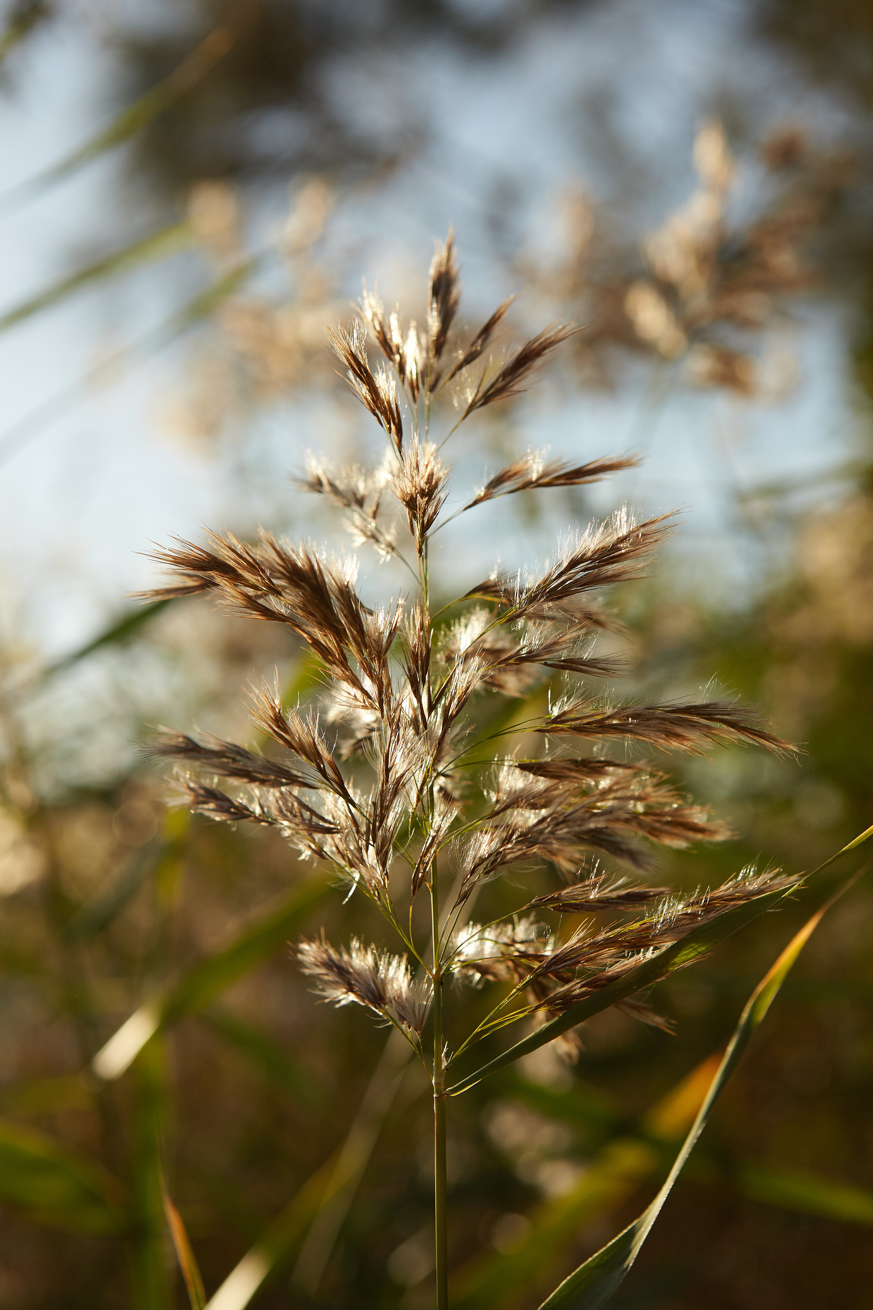 Grasses_2562