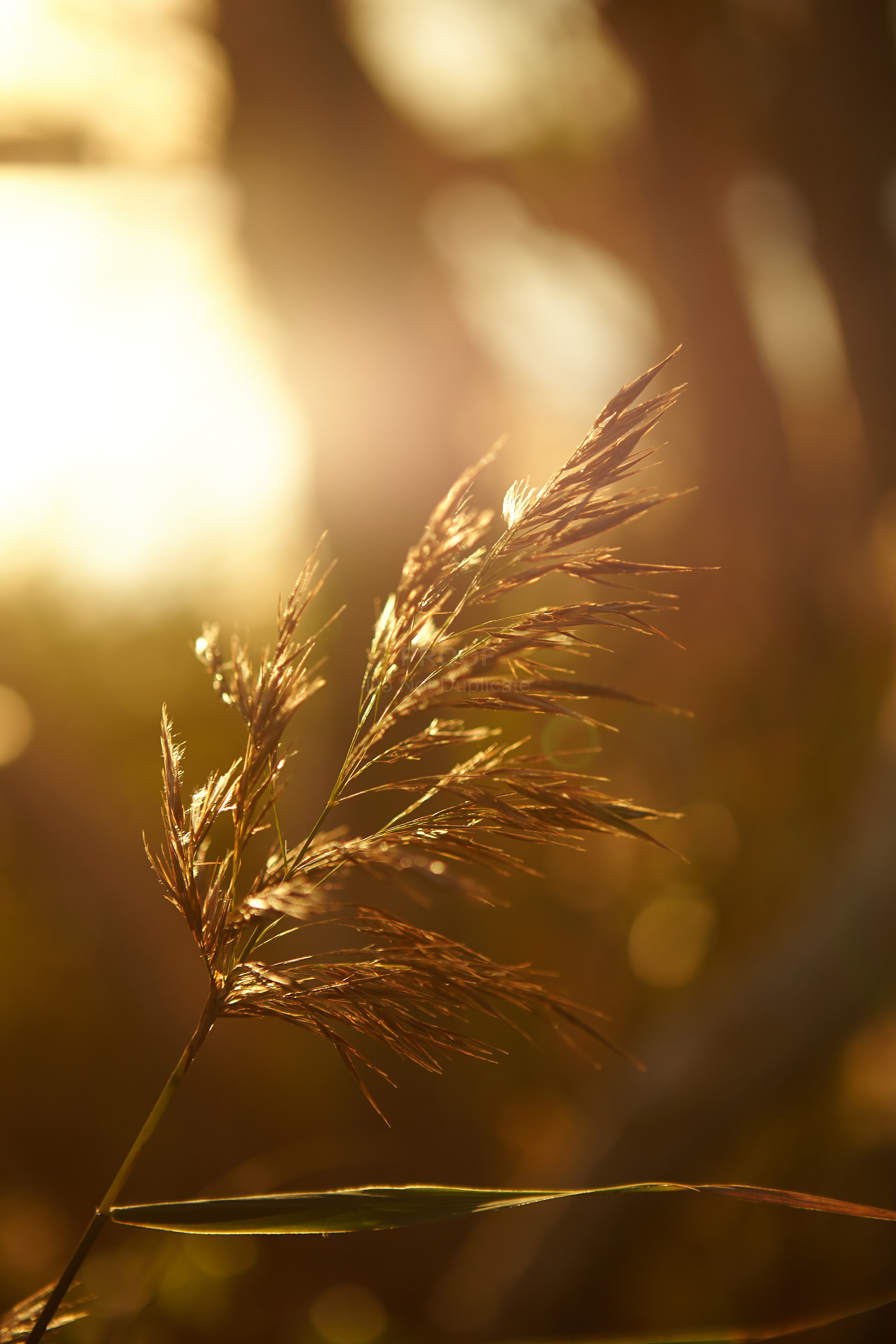 Grasses_2604