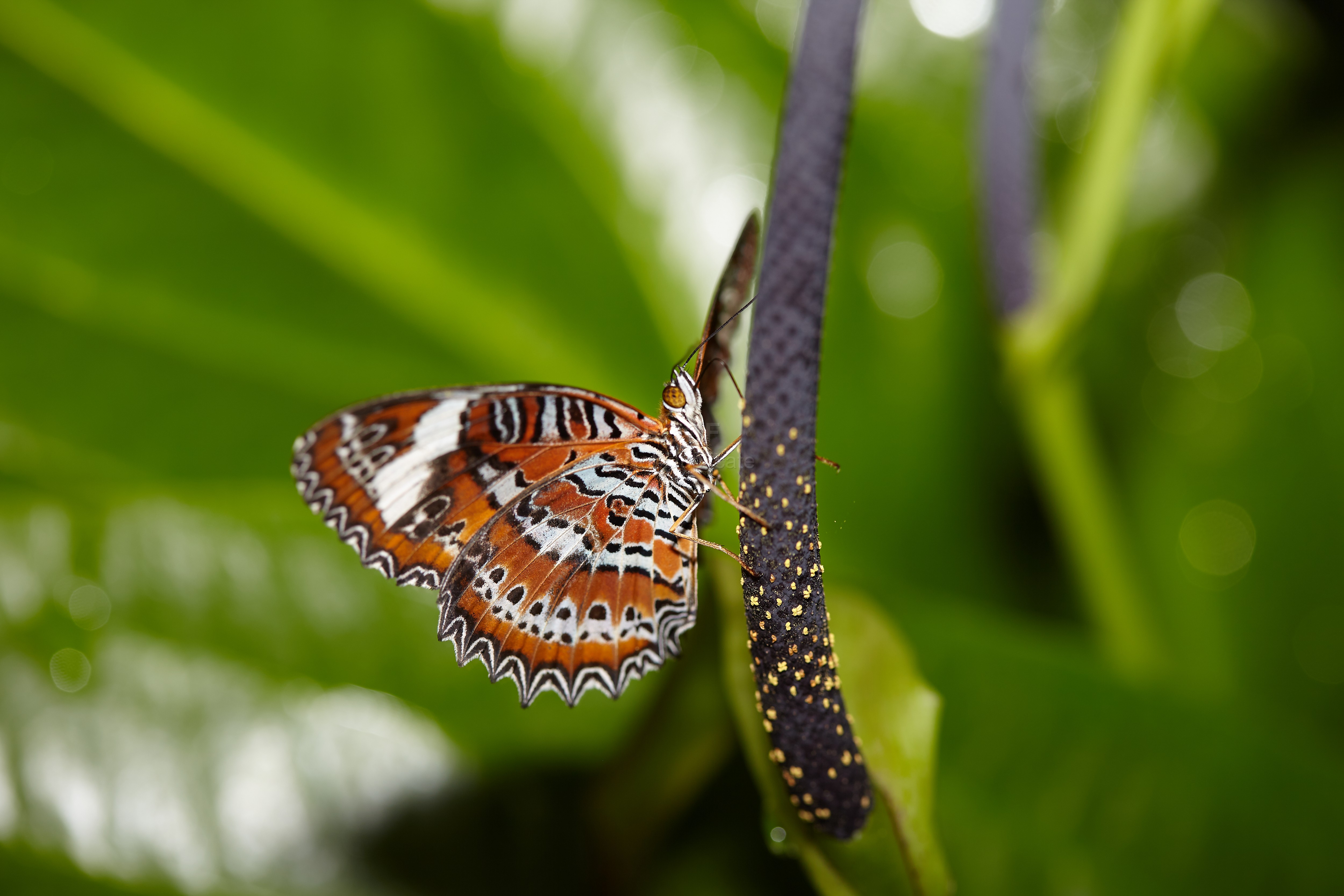 Butterfly_7222