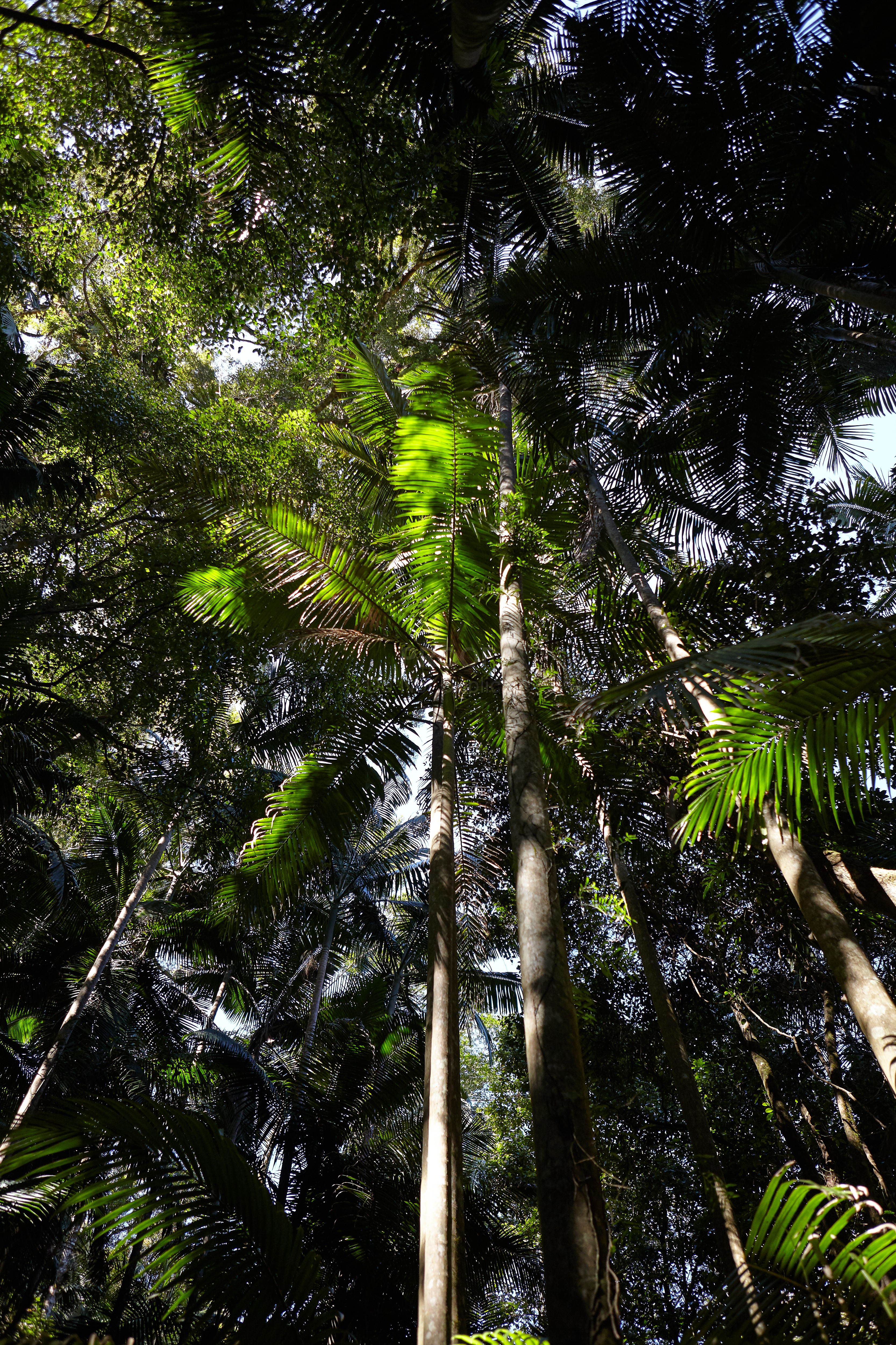 Rainforest_2719