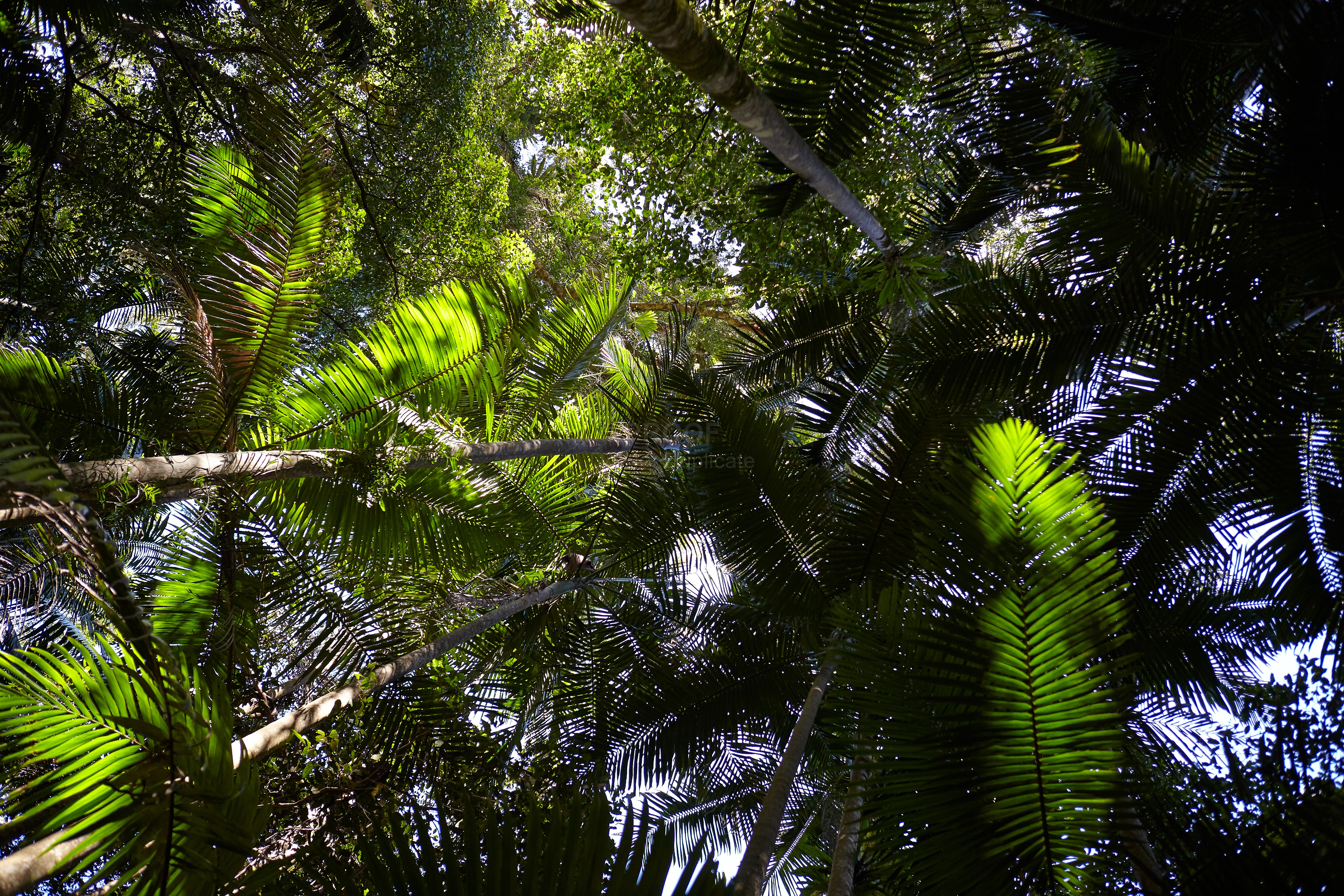 Rainforest_2717