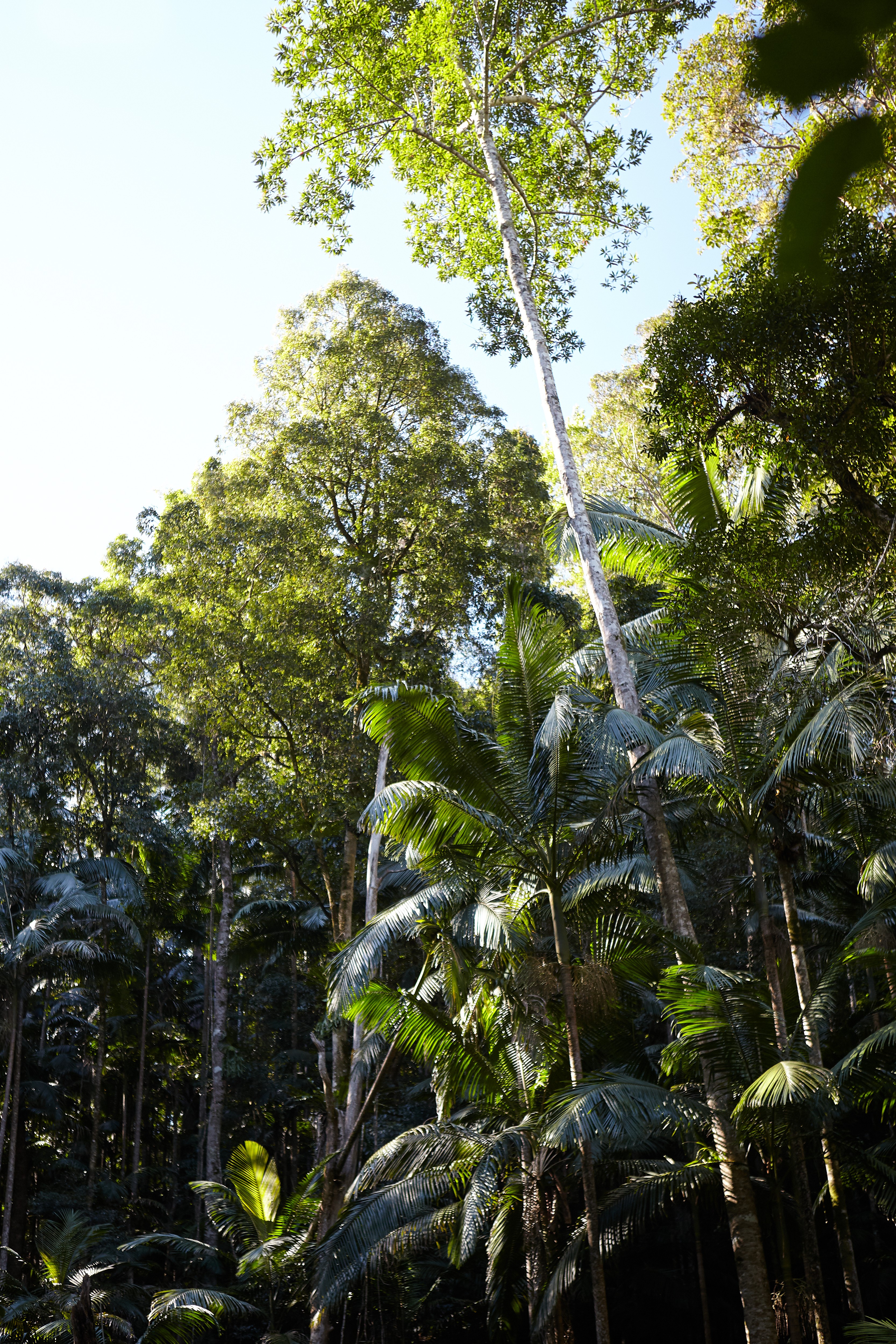 Rainforest_2784