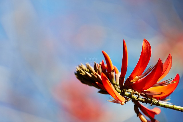 Coral_tree_12030