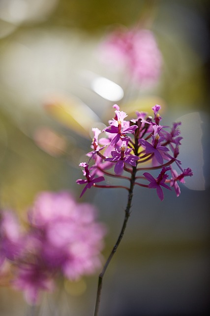 Orchid_12374