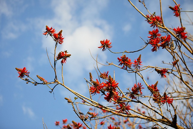 Coral_tree_2590