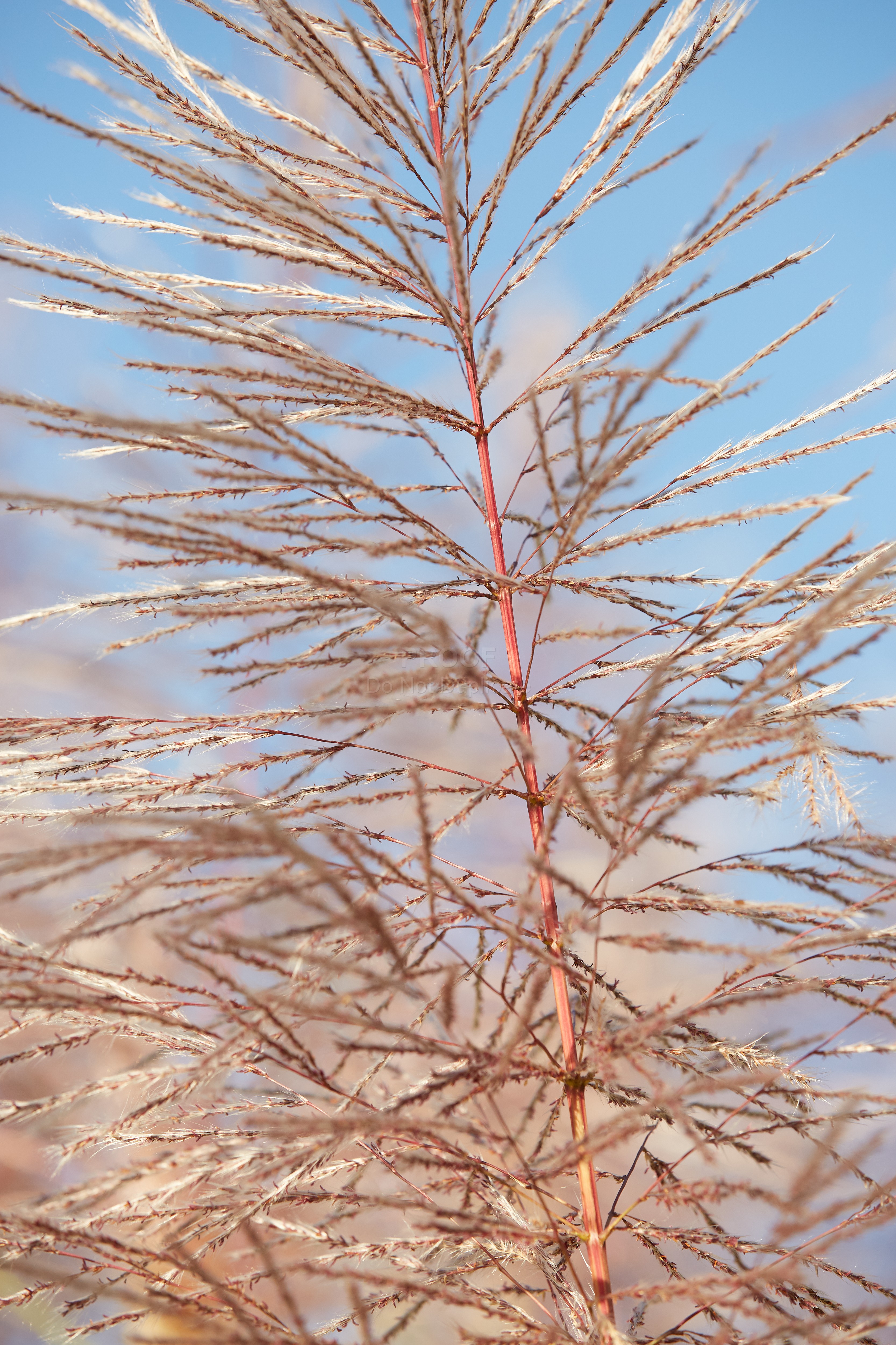 Grass_11959