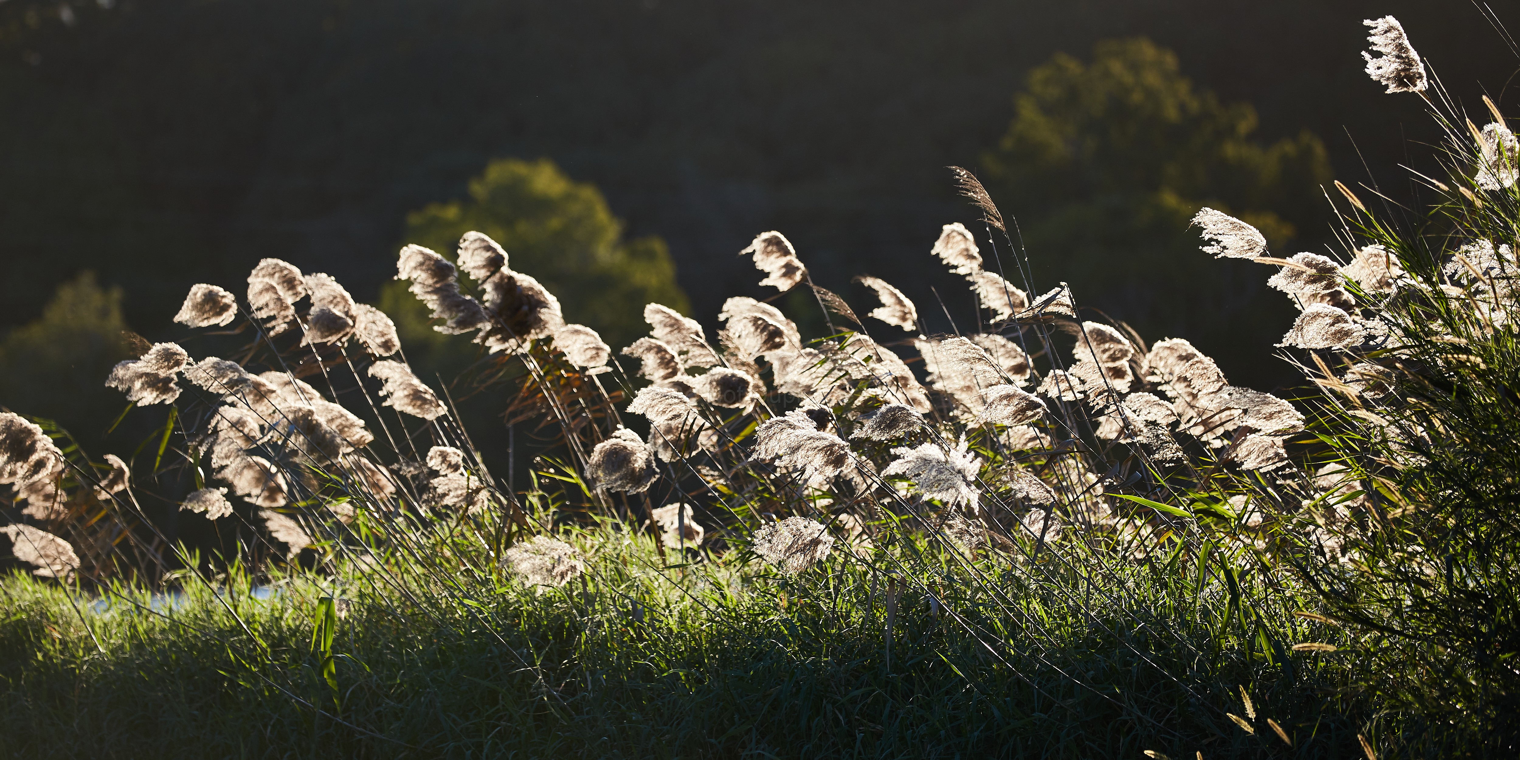 Grass_12412